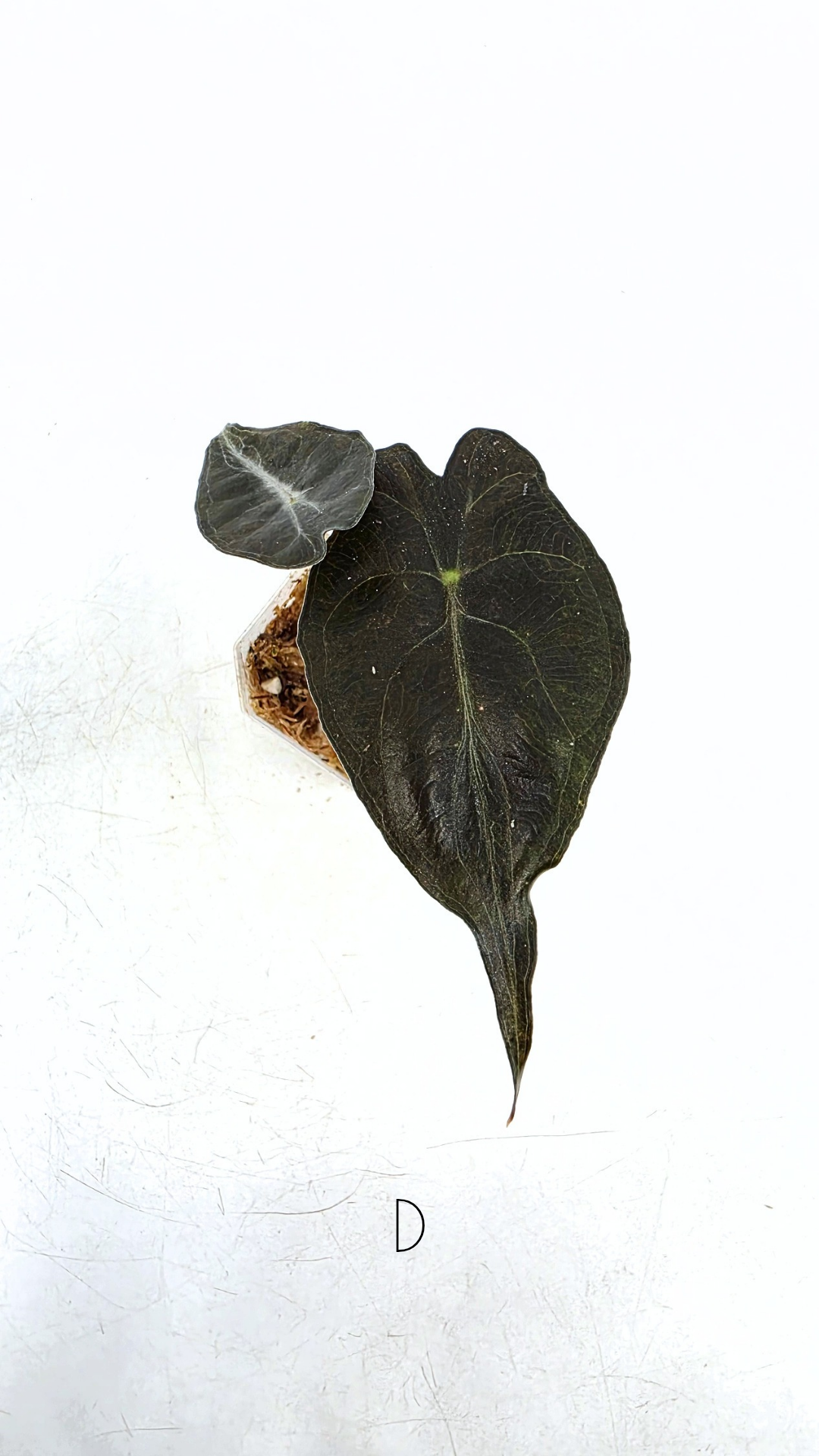 Rare indoor plant Alocasia Venom available for sale at rare house plant shop The Leaf Gallery in Perth, Western Australia.