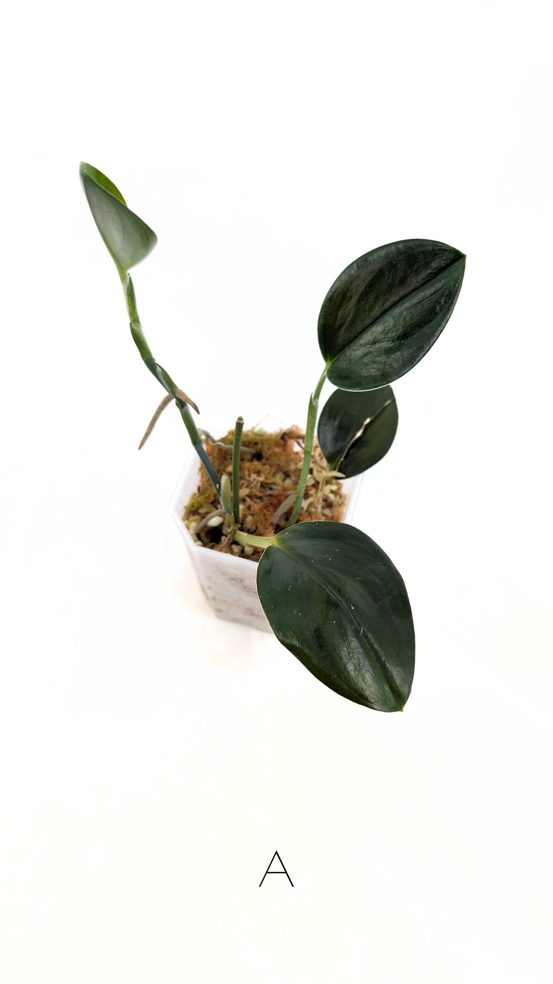 Rare Indoor House Plant Scindapsus Treubii Dark Form at rare plant shop The Leaf Gallery in Perth