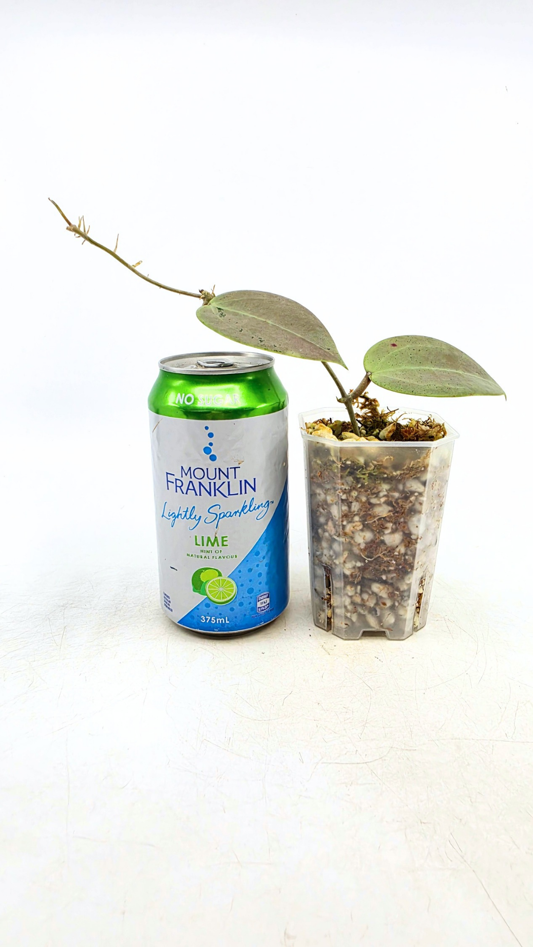 Rare waxplant Hoya Verticillata Silver Heart available for sale at rare indoor plant shop The Leaf Gallery in Perth, Western Australia