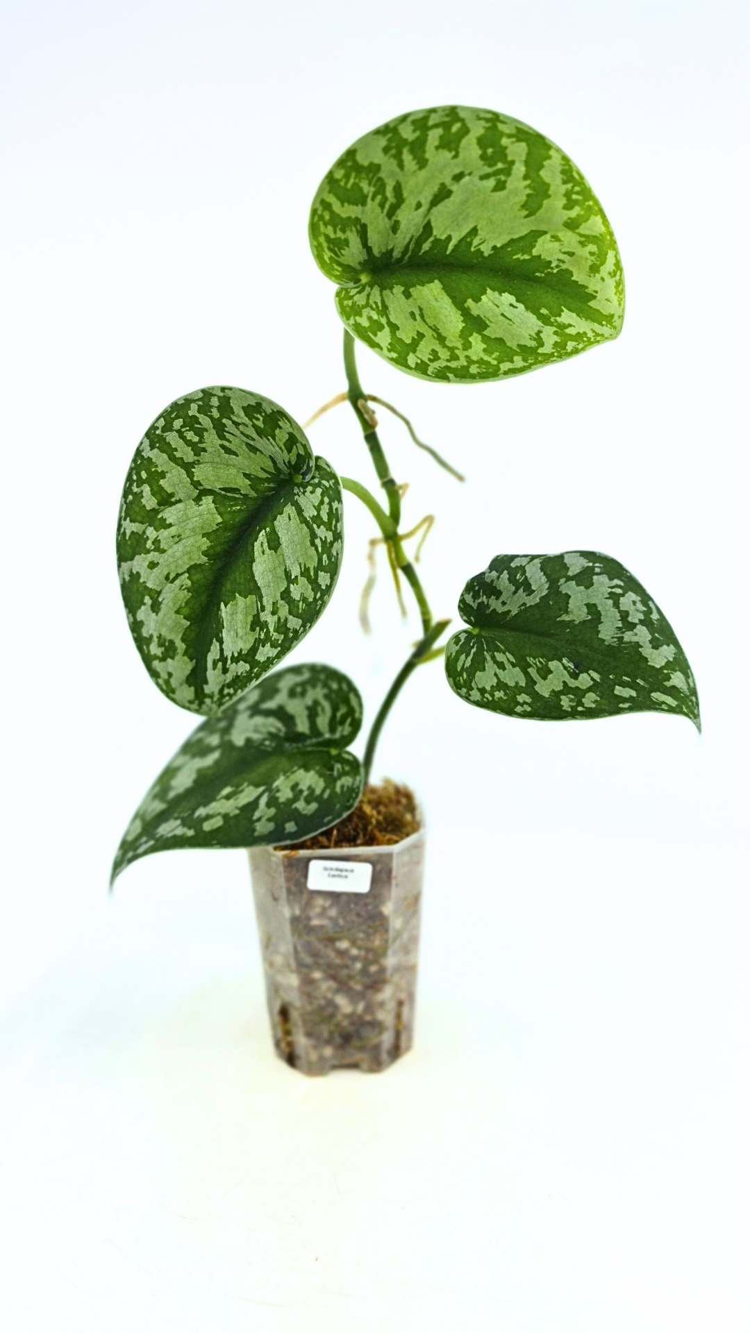 Uncommon indoor plant scindapsus Exotica available for sale at rare plant shop The Leaf Gallery in Perth, Western Australia.