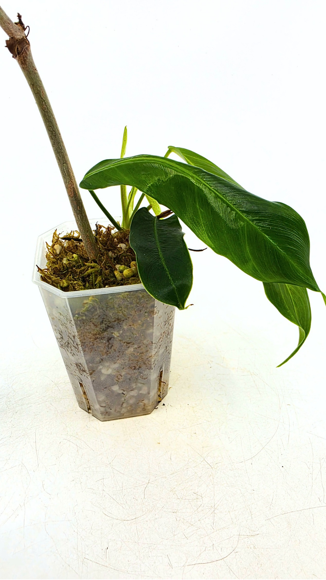 Single plants upload_20260526_173157_0002.png