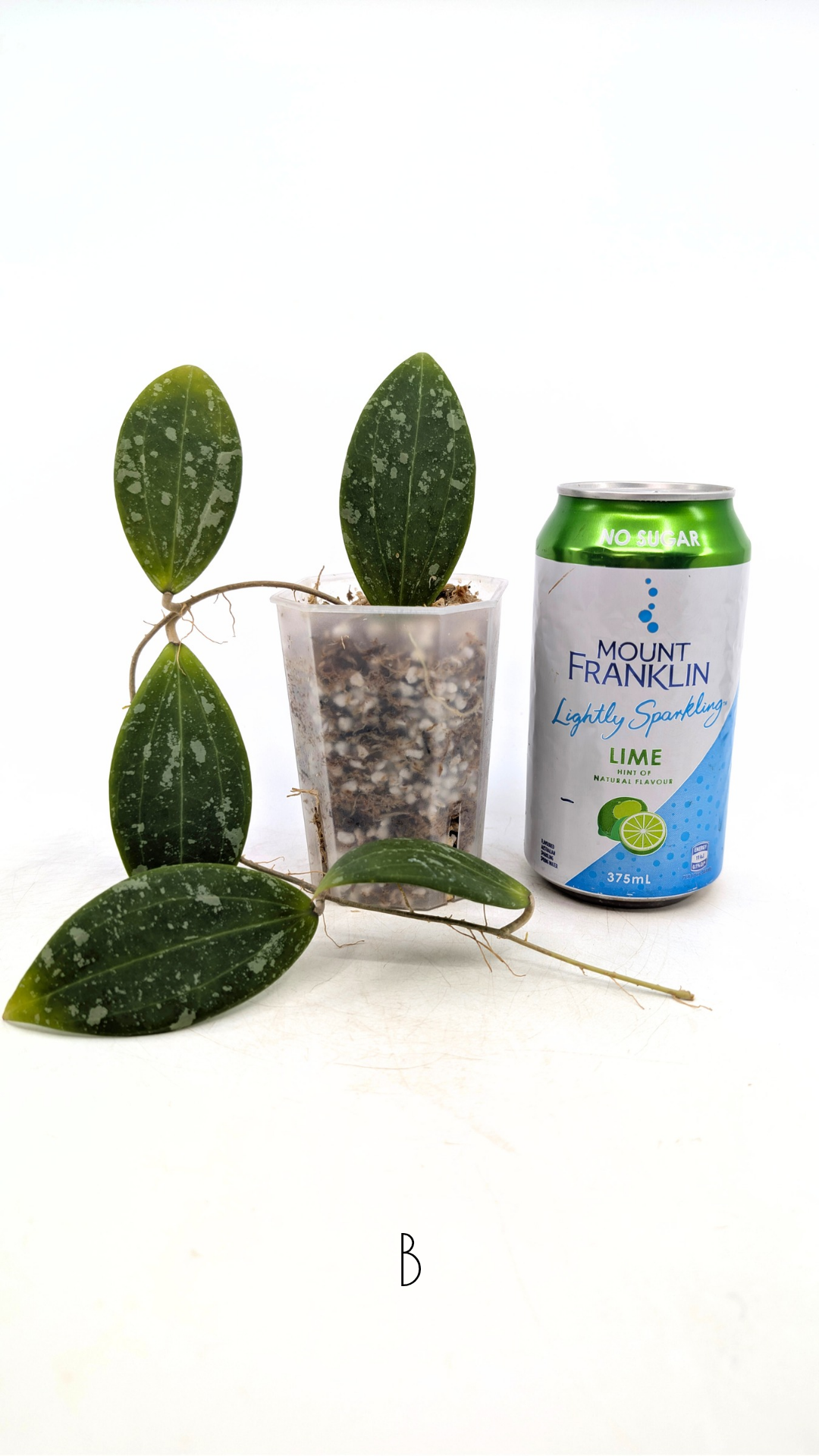 Rare waxplant Hoya Wibergiae IML1618 available for sale at rare plant shop The Leaf Gallery in Perth, Western Australia