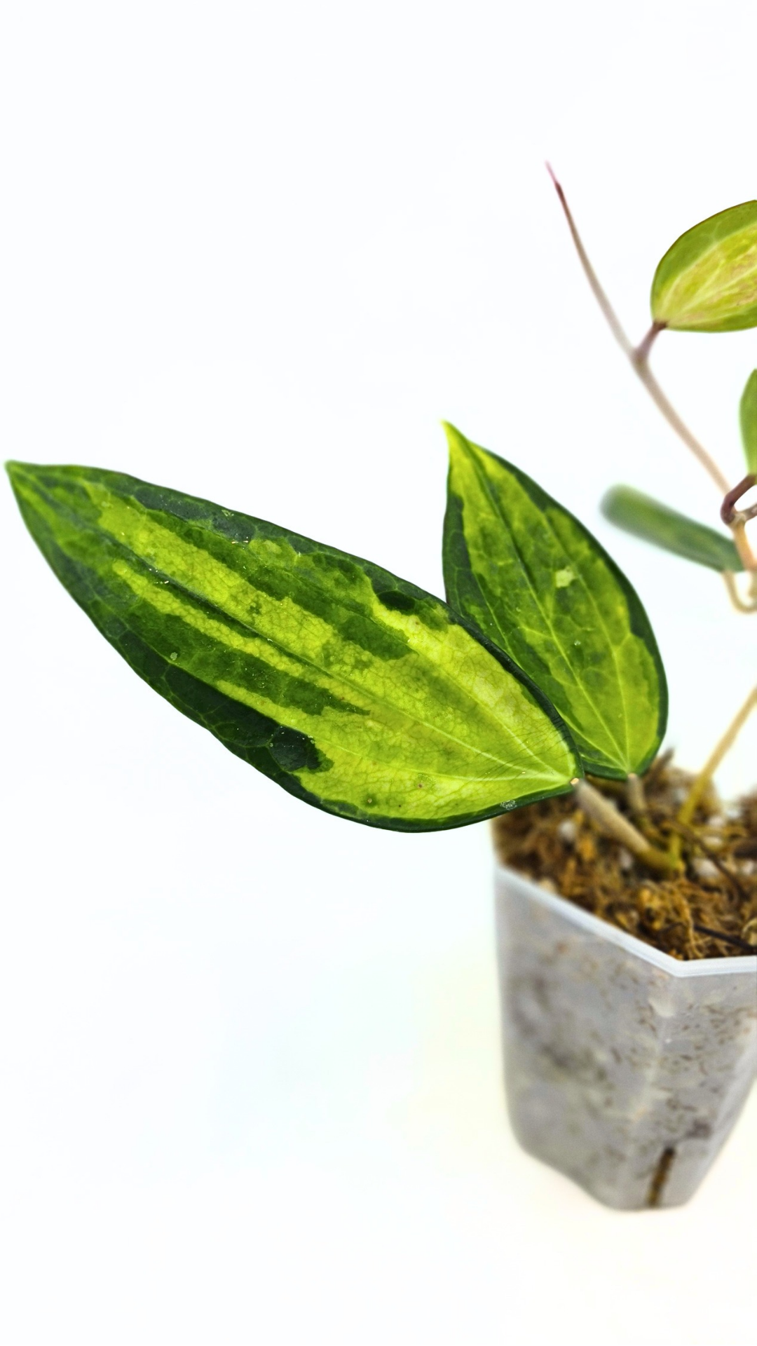 Rare waxplant Hoya Macrophylla Pot of Gold available for sale at rare indoor plant shop The Leaf Gallery in Perth, Western Australia