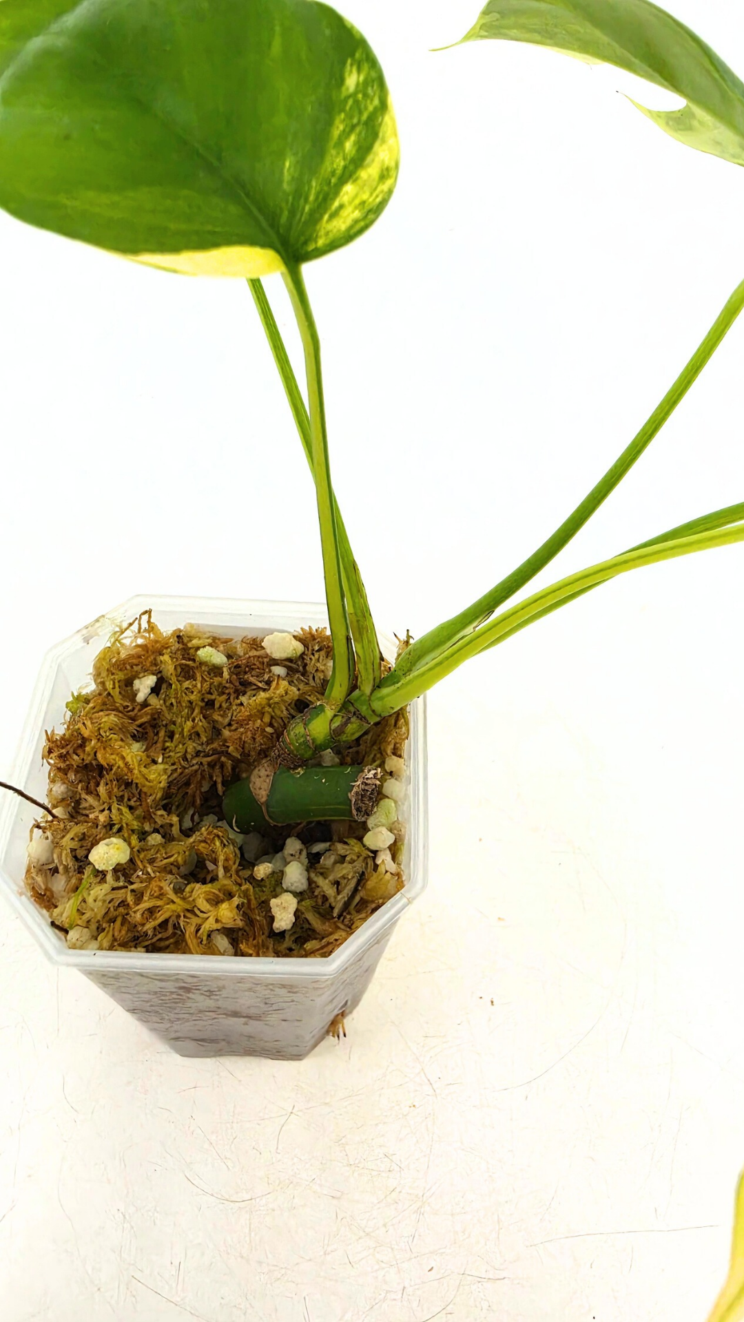Rare indoor plant Raphidophora Tetrasperma Aurea for sale by rare plant shop The Leaf Gallery in Perth