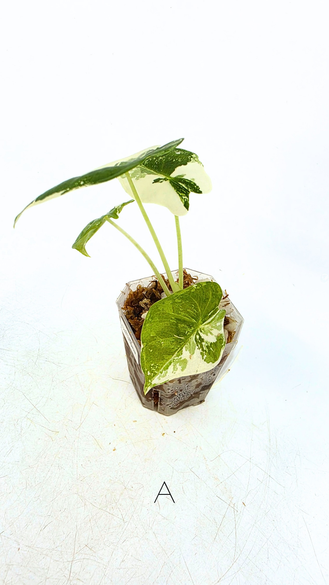 Rare indoor plant Alocasia Frydek Variegated available for sale at rare house plant shop The Leaf Gallery in Perth, Western Australia