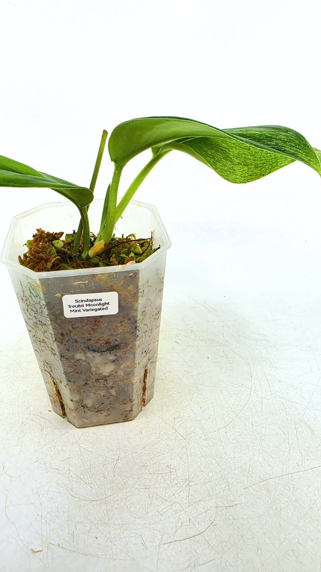 Rare indoor plant Scindapsus Treubii Moonlight Mint Varigated available at The Leaf Gallery in Perth, Western Australia