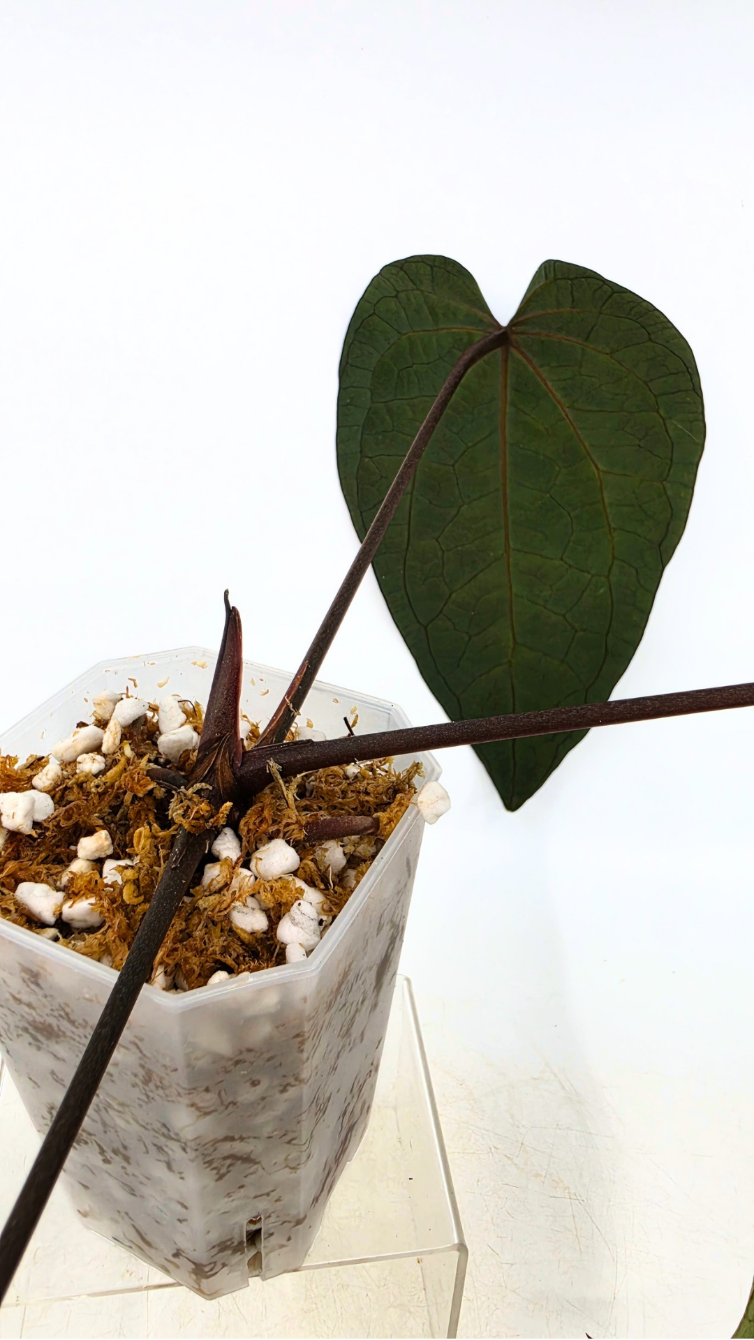 Rare indoor plant Anthurium Ace of Spades Dark Form available for sale at rare house plant shop The Leaf Gallery in Perth, Western Australia