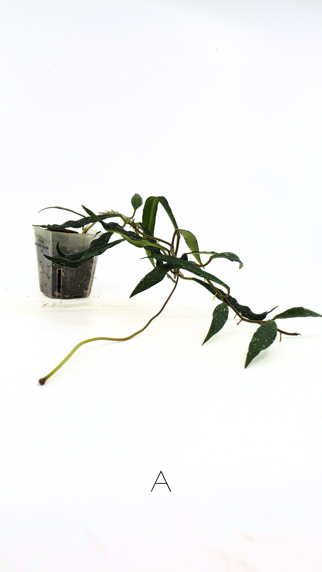 Rare waxplant Hoya Mirabillis Splash available for sale at rare indoor plant shop The Leaf Gallery in Perth, Western Australia