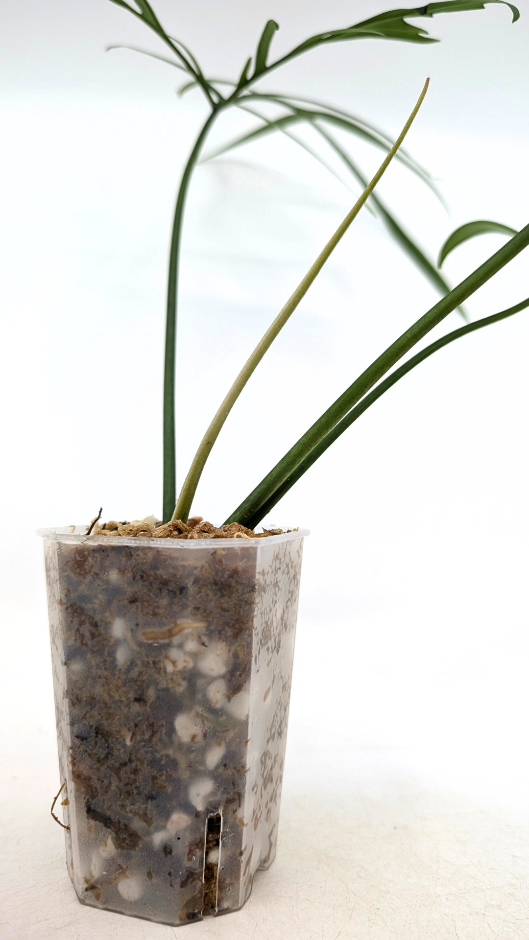 Rare indoor plant Philodendron Polypodioides available for sale at rare house plant shop The Leaf Gallery in Perth, Western Australia