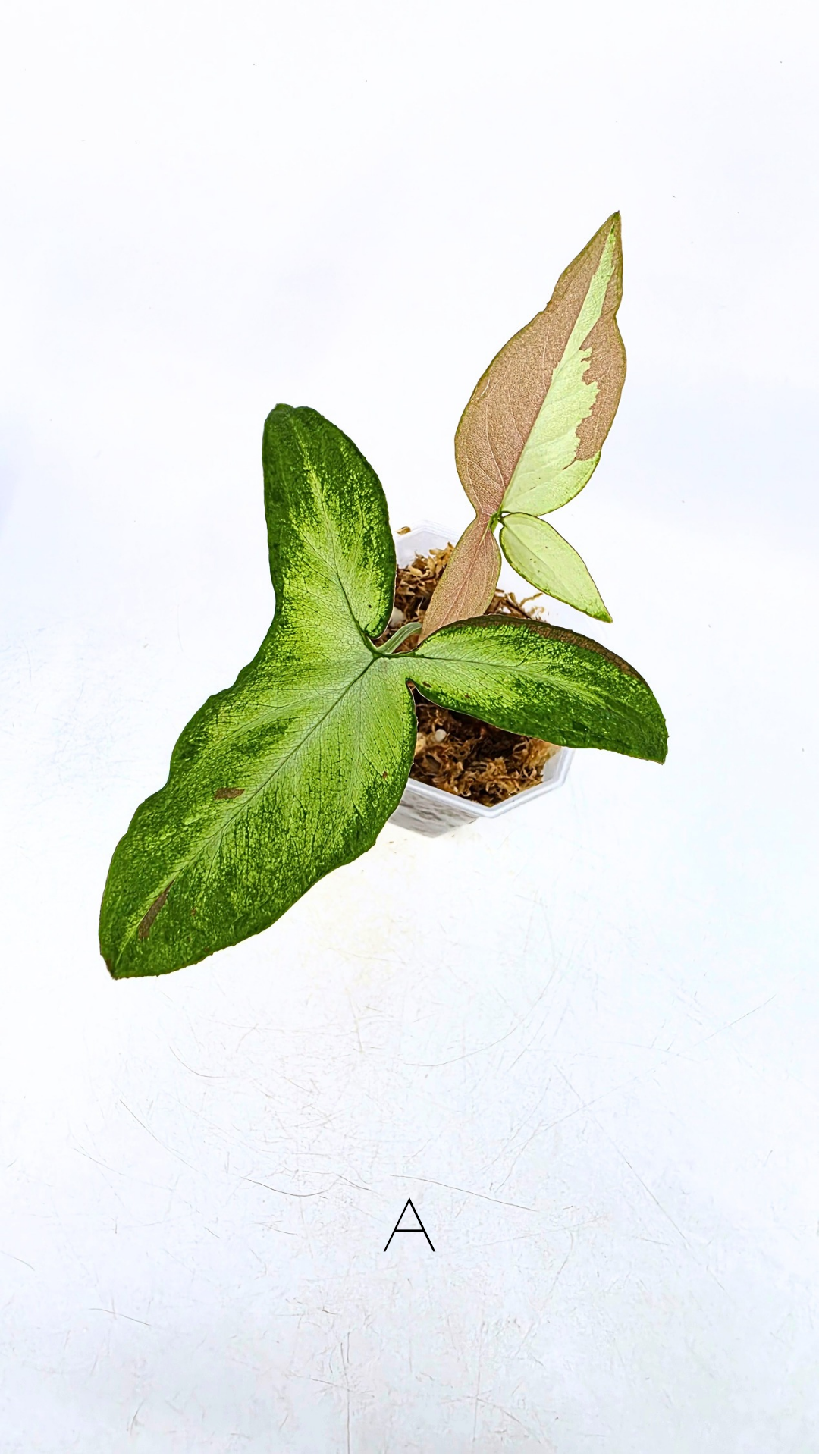 Rare plant Syngonium Redspot Tricolour available from rare plant shop The Leaf Gallery in Perth, Western Australia