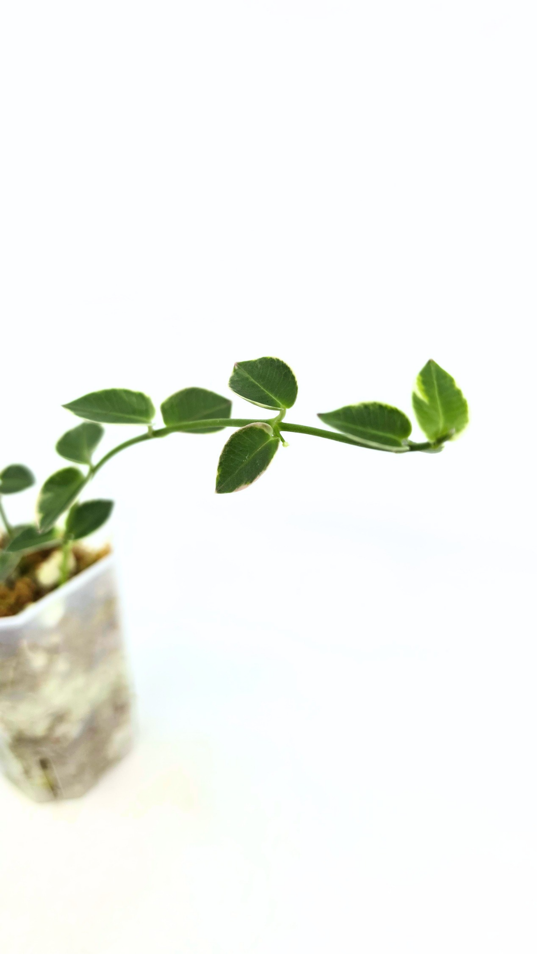 Rare waxplant Hoya Cumingiana Albo available for sale at rare indoor plant shop The Leaf Gallery in Perth, Western Australia