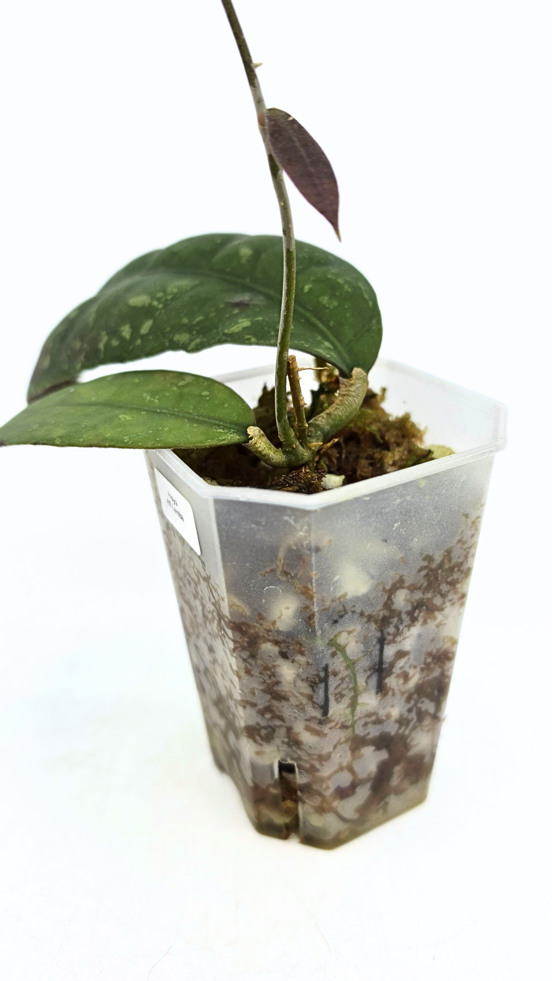 Rare waxplant Hoya Aff Lambii available for sale at rare indoor plant shop The Leaf Gallery in Perth, Western Australia.