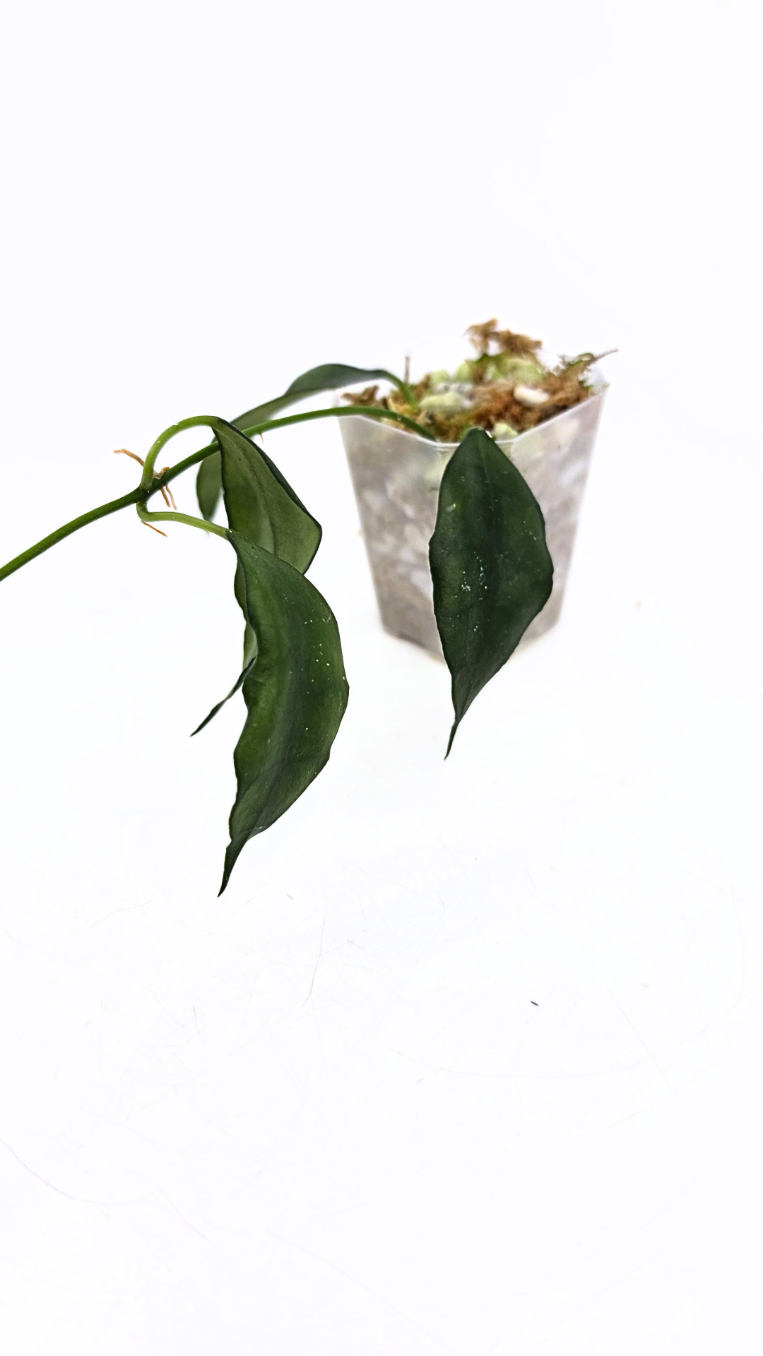 Rare waxplant Hoya Giant available for sale at rare plant shop The Leaf Gallery in Perth, Western Australia