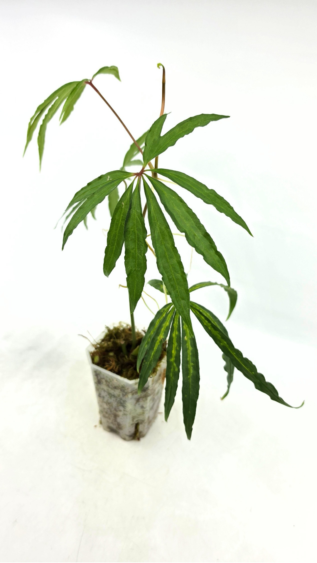 Hard to find vining house plant Anthurium Polystictum available for sale at rare plant shop The Leaf Gallery in Perth, Western Australia.