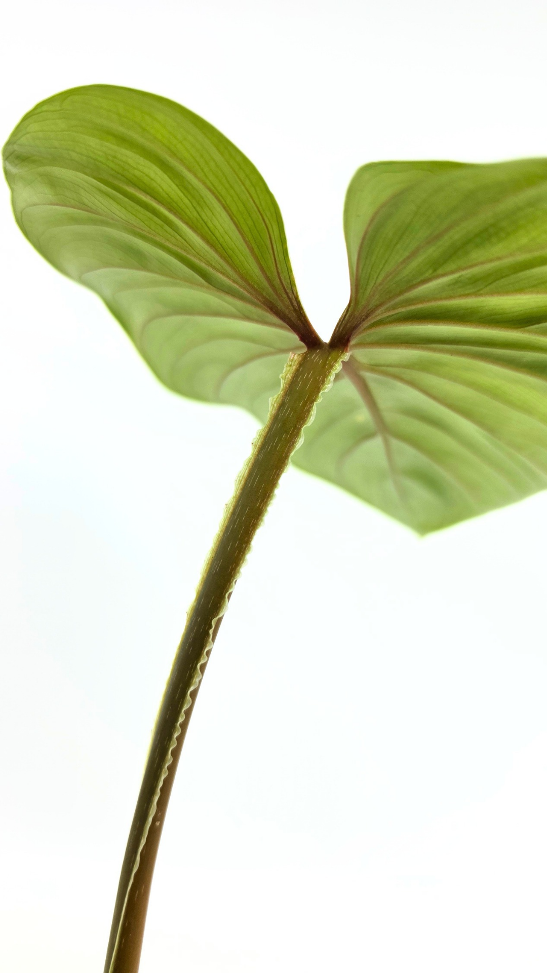 Uncommon indoor plant Philodendron Plowmanii available at rare plant shop The Leaf Gallery in Perth, Western Australia