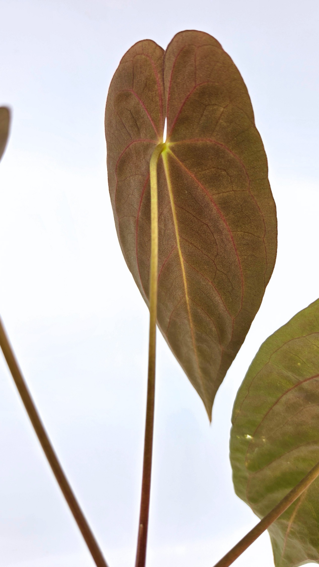Rare indoor plant Anthurium Papillilaminum pure clone available from rare house plant shop The Leaf Gallery in Perth, Western Australia