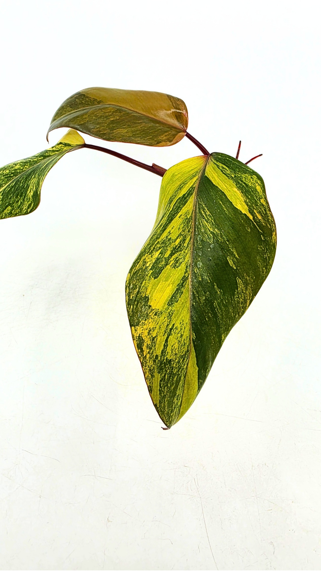 Rare indoor plant Philodendron Strawberry Shake grown and propagated by rare plant shop The Leaf Gallery in Perth, Western Australia