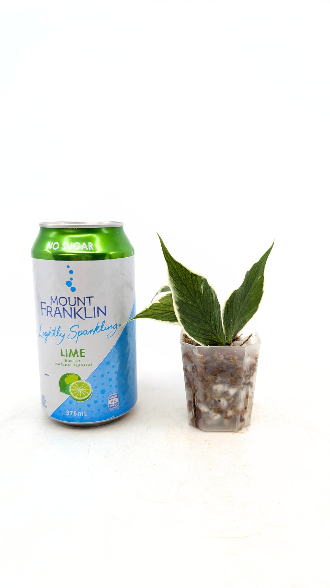 Rare waxplant Hoya Polyneura Albo Varigated also known as Fishtail Hoya Varigated available for sale at rare indoor plant shop The Leaf Gallery in Perth, Western Australia