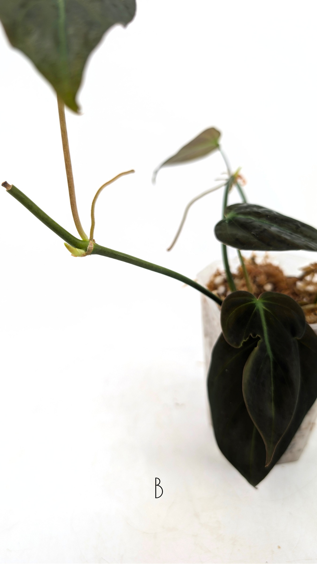 Uncommon indoor plant Philodendron Micans for sale by rare plant shop The Leaf Gallery in Perth, Western Australia