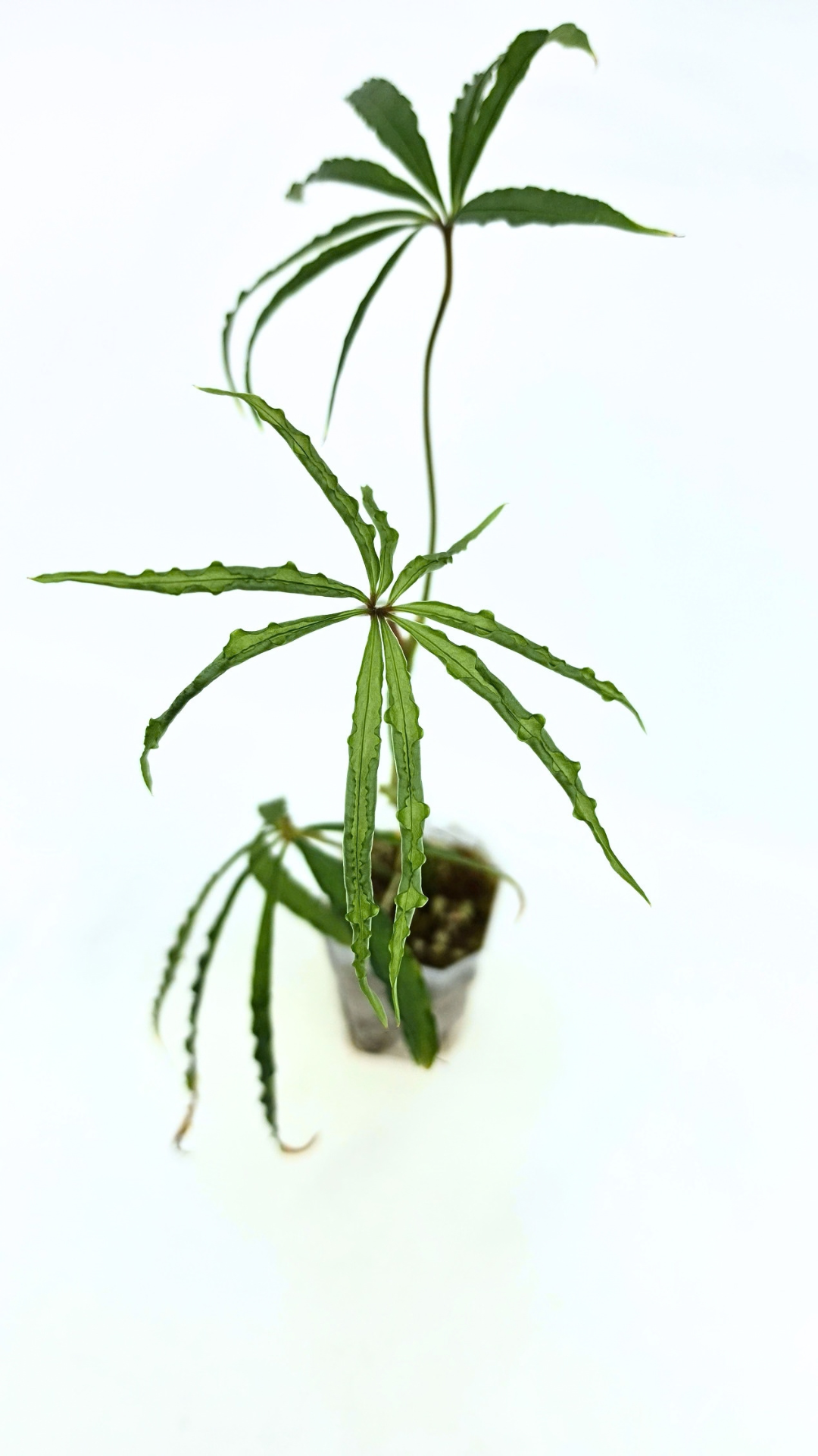 Hard to find vining house plant Anthurium Polystictum available for sale at rare plant shop The Leaf Gallery in Perth, Western Australia.