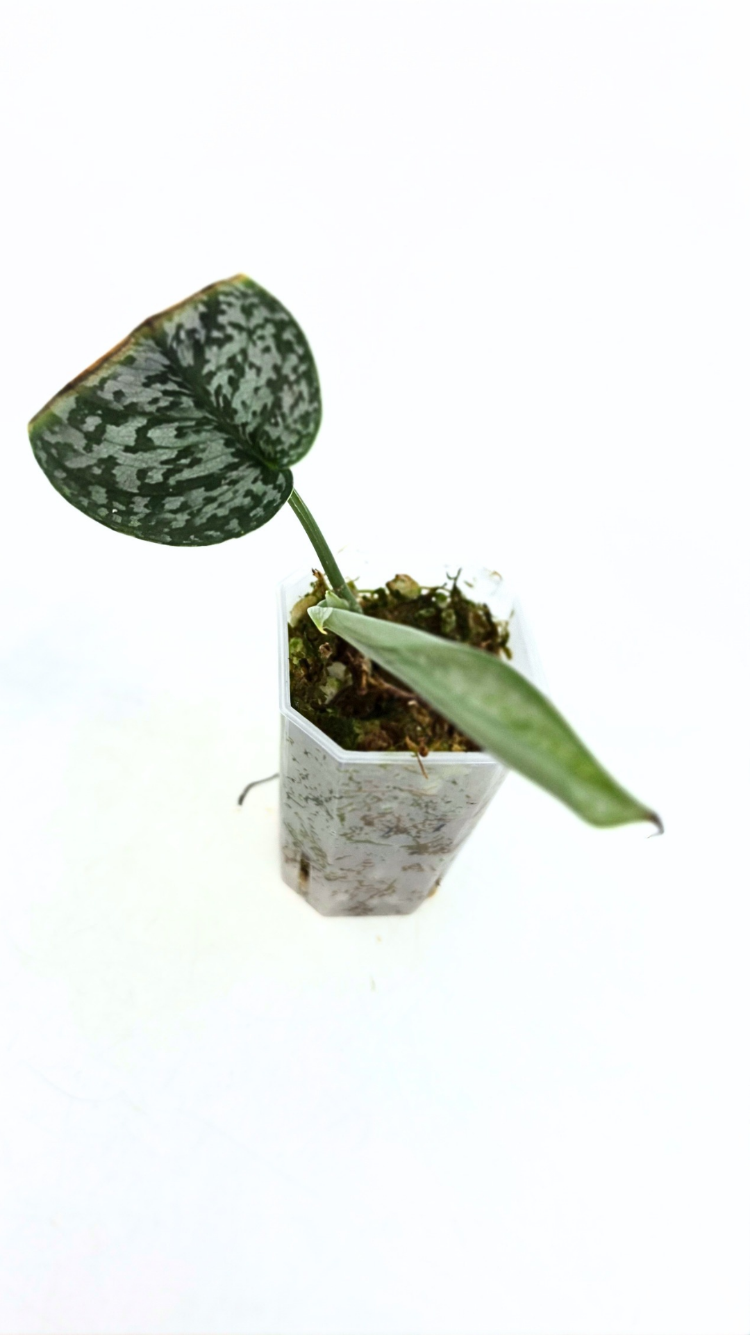 Rare indoor plant Scindapsus Dark Splash available for sale by rare houseplant shop The Leaf Gallery in Perth, Western Australia