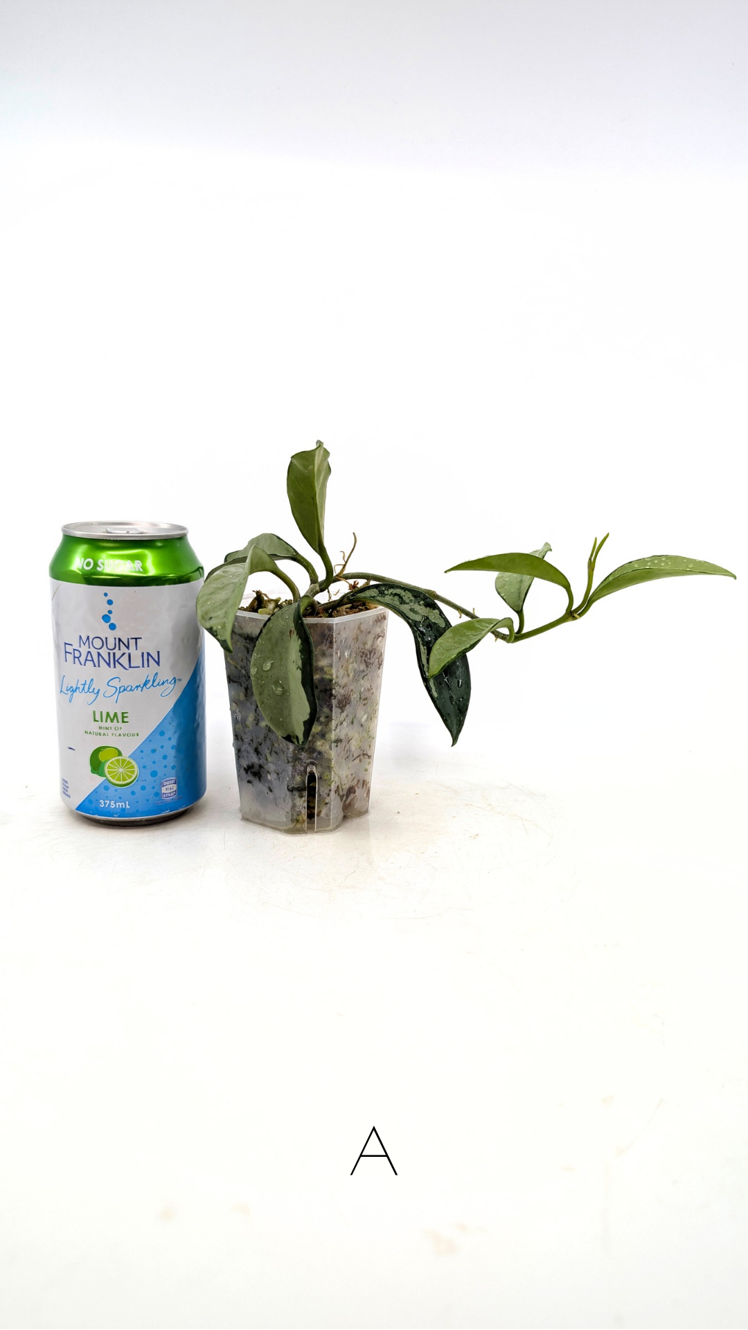 Rare Hoya AH074 available for sale at rare plant shop The Leaf Gallery in Perth, Western Australia