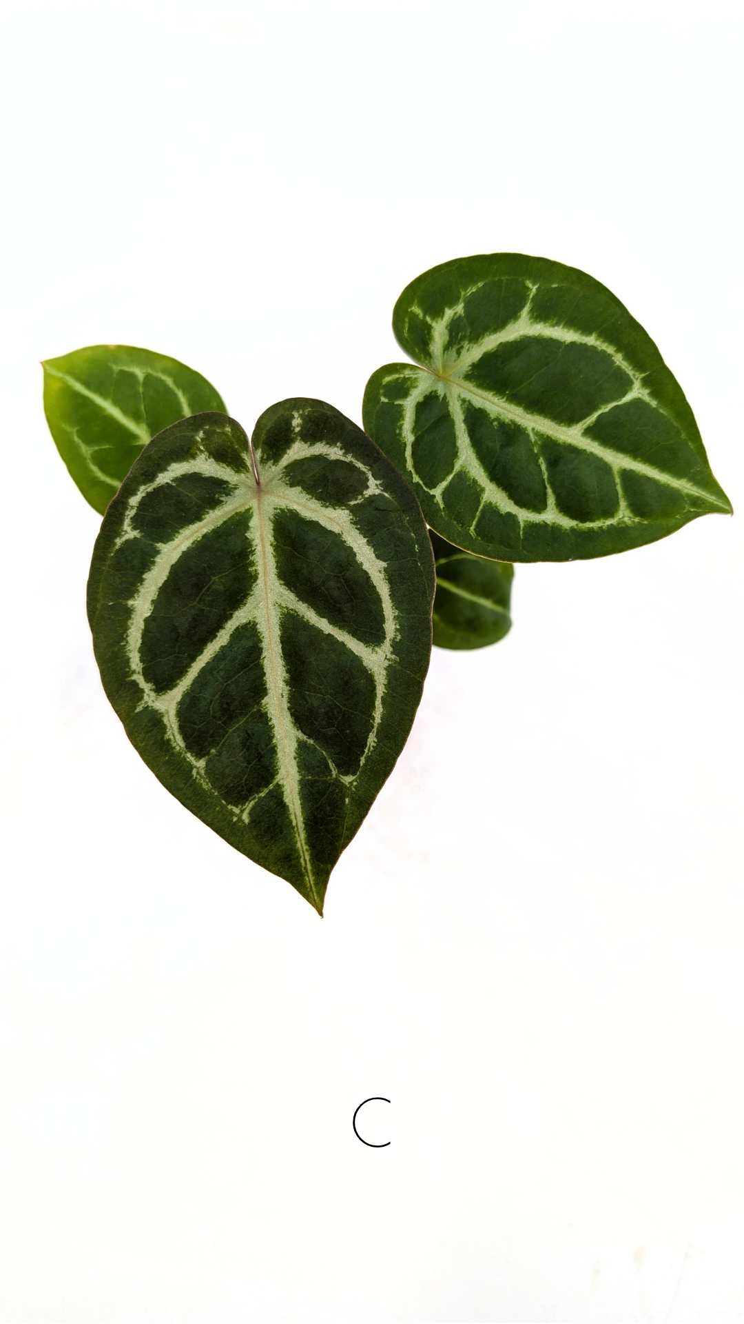 Rare anthurium hybrid Anthurium red dorayaki mutation with Anthurium Michelle by The Leaf Gallery in Perth, Western Australia