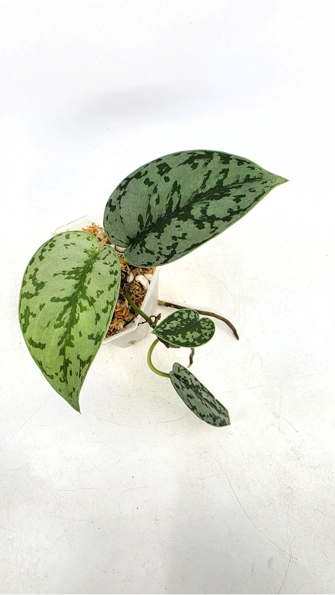 Uncommon indoor plant scindapsus pictus Silver Lady available for sale at rare plant shop The Leaf Gallery in Perth, Western Australia.
