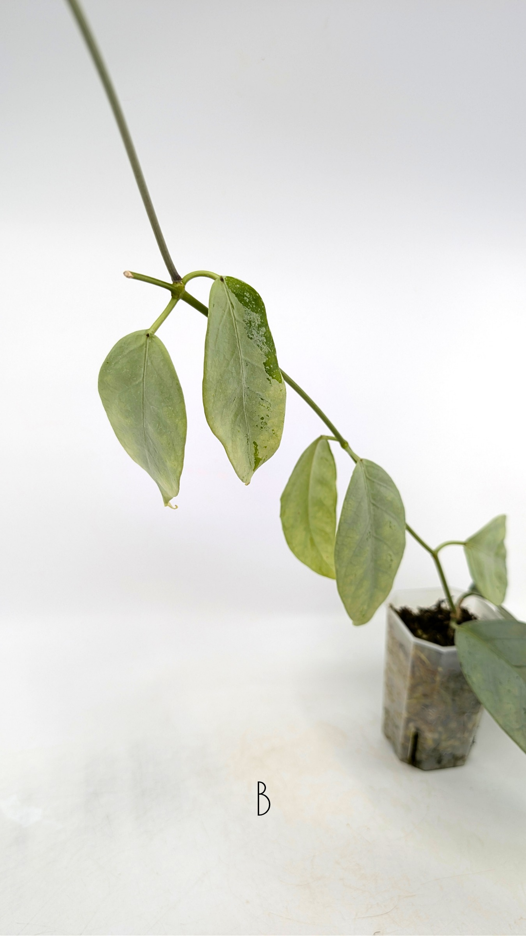 Rare waxplant Hoya Coriacea Silver available for sale at rare indoor plant shop The Leaf Gallery in Perth, Western Australia