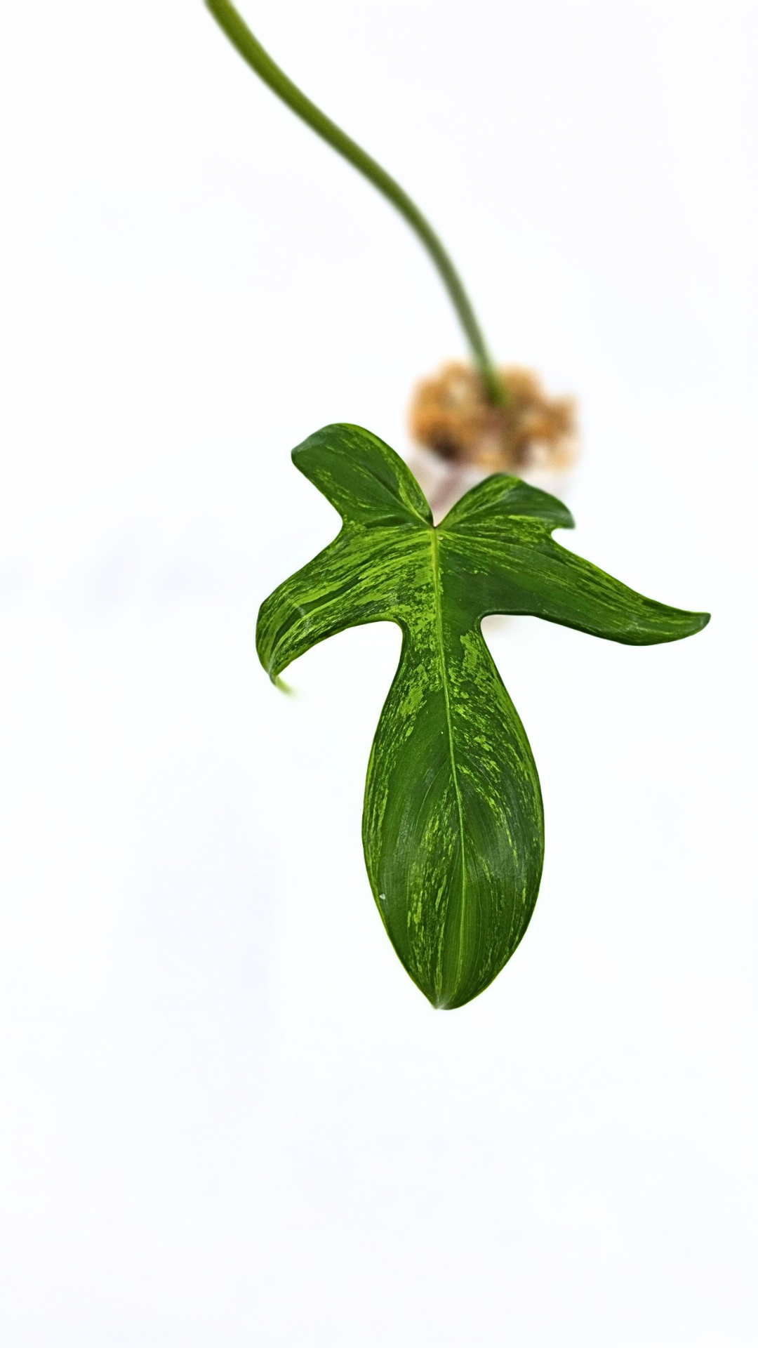 Rare indoor plant Philodendron Florida Beauty Varigated available at rare plant shop The Leaf Gallery in Perth, Western Australia