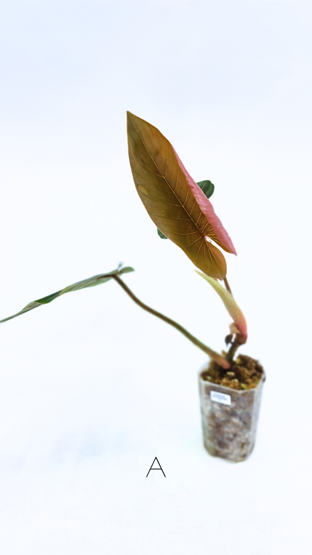 Rare plant philodendron squamicaule pink available at rare plant shop The Leaf Gallery in Perth, Western Australia