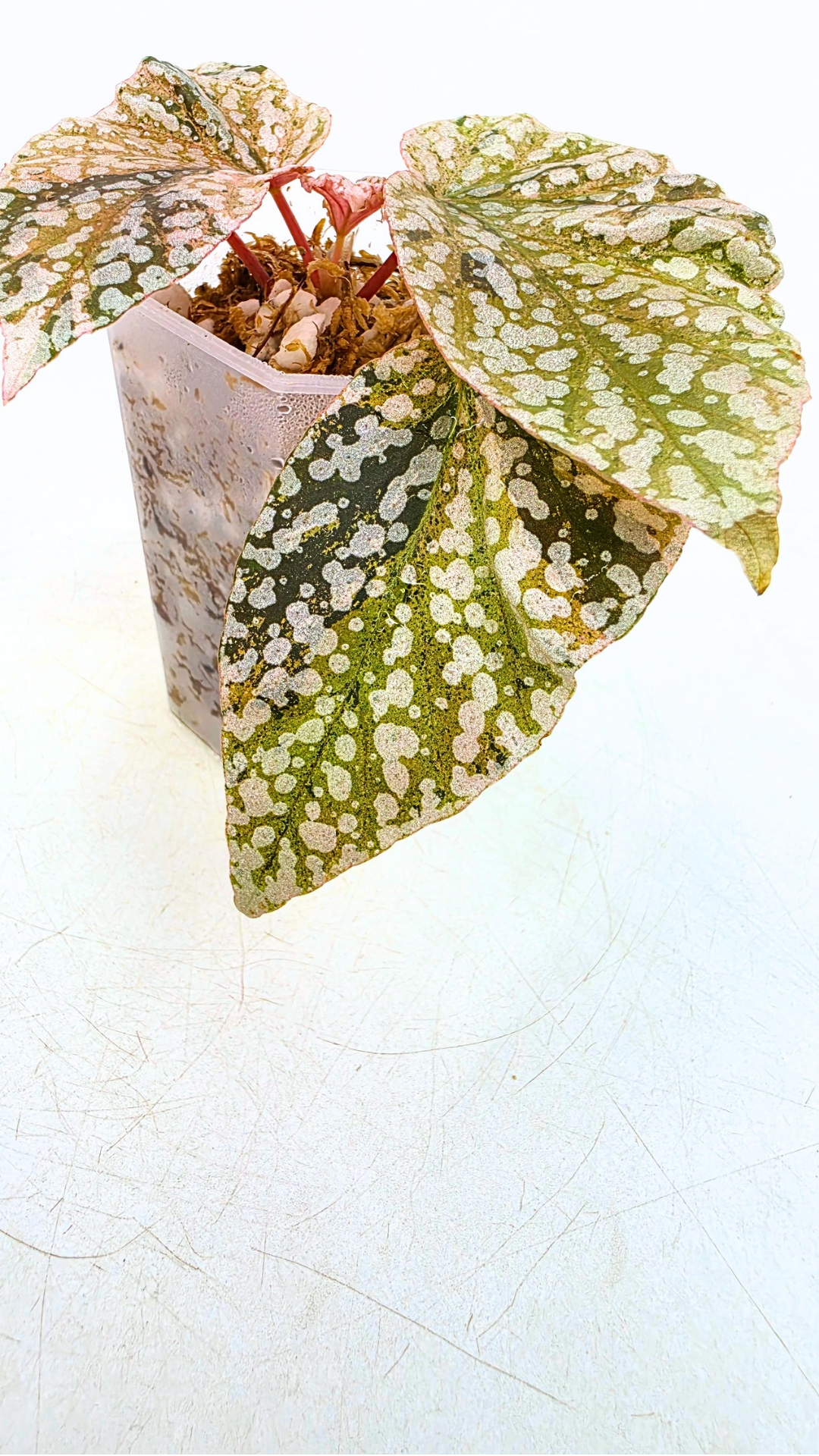 Rare Begonia Snow Capped Pink Variegated available for sale at rare plant shop The Leaf Gallery in Perth, Western Australia