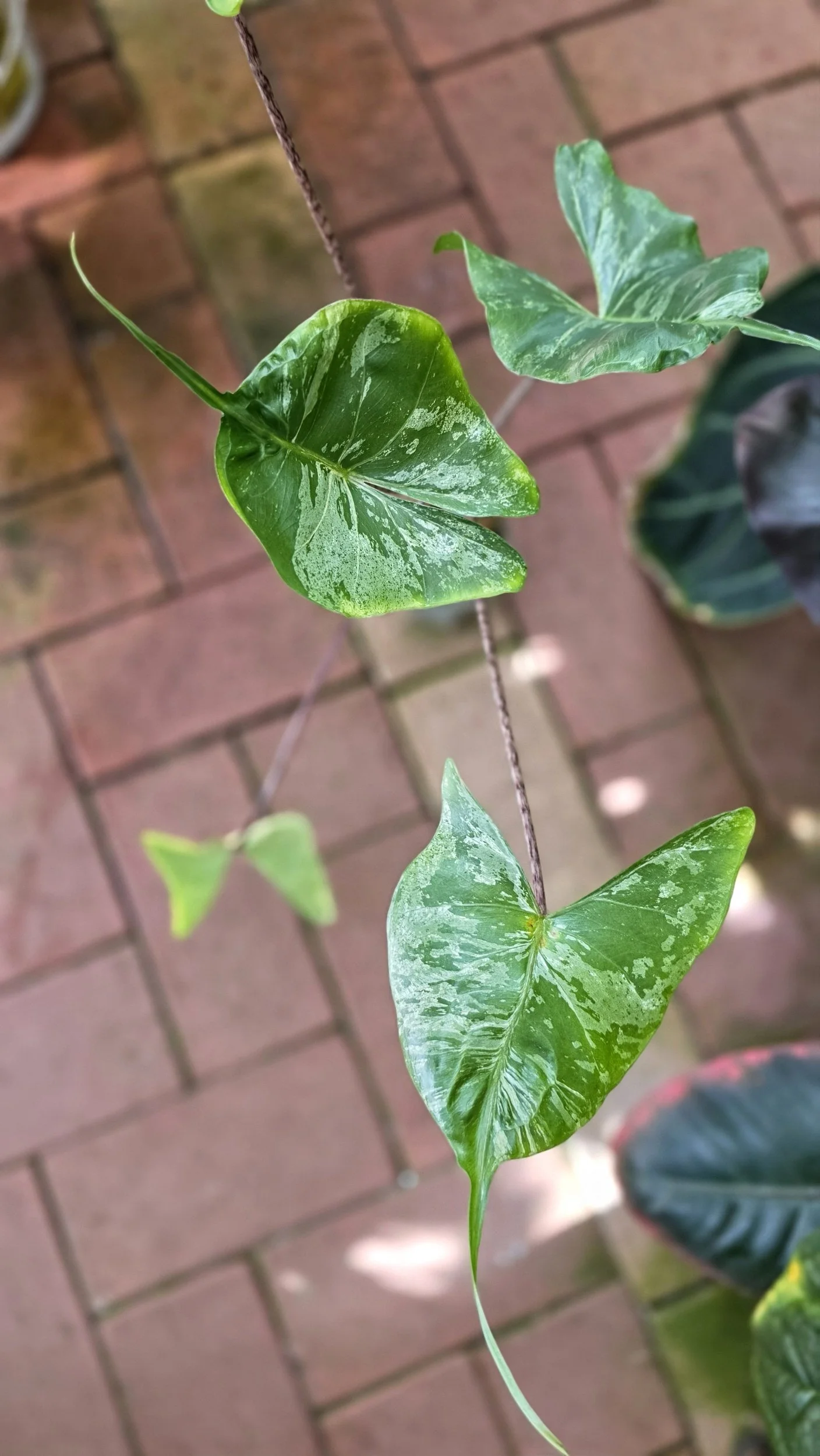 Rare indoor plannt Alocasia Stingray Mint Variegated available for sale at rare house plant shop The Leaf Gallery in Perth, Western Australia.