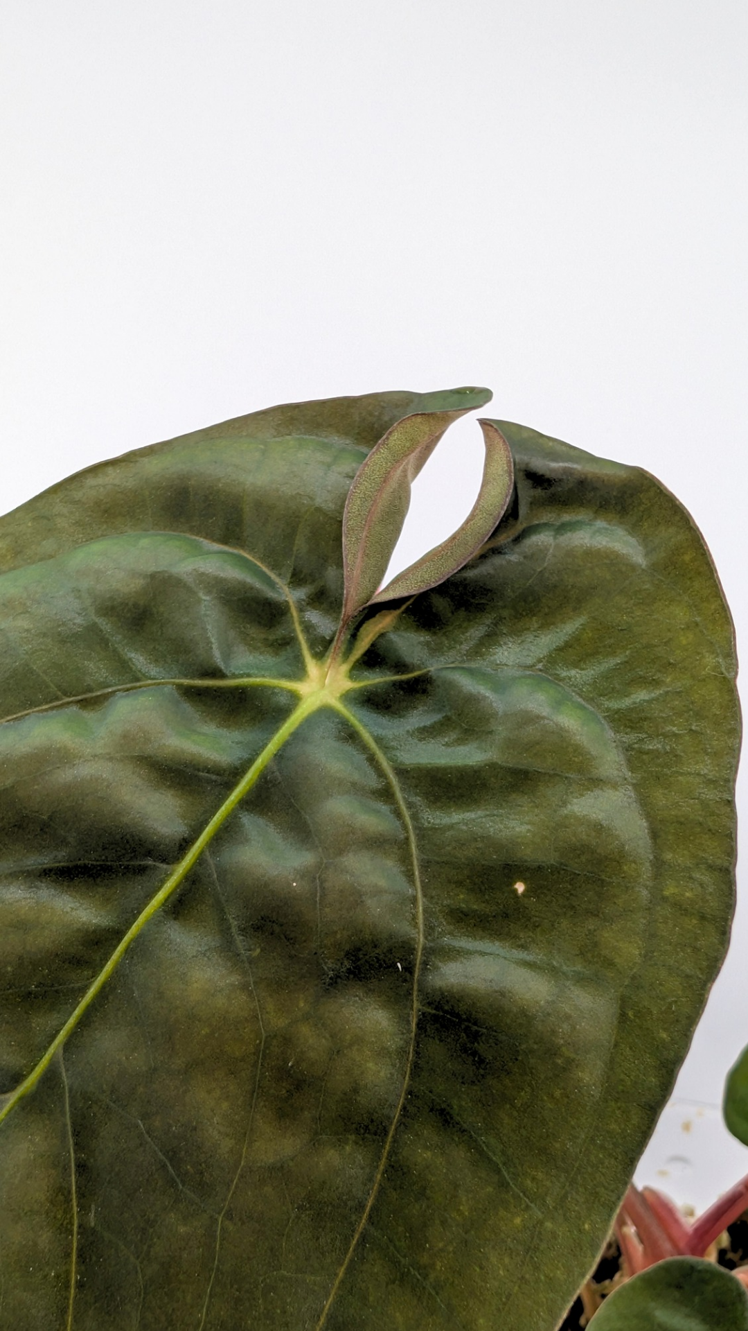 Rare indoor plant Anthurium Papillilaminum pure clone available from rare house plant shop The Leaf Gallery in Perth, Western Australia