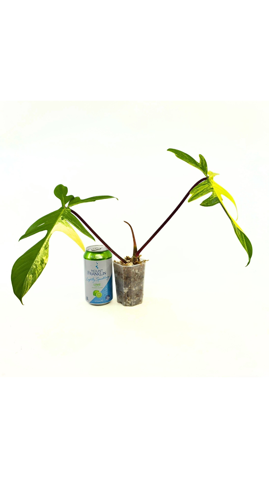 Rare indoor plant Philodendron Florida Beauty Varigated available at rare plant shop The Leaf Gallery in Perth, Western Australia
