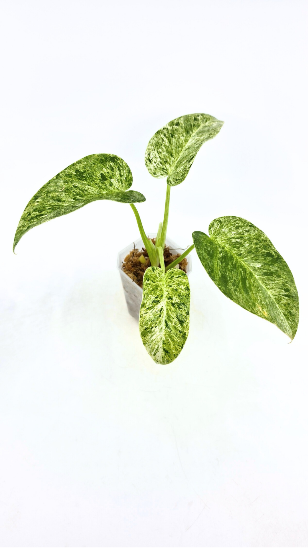 Rare indoor plant Philodendron Giganteum Blizzard Varigated by rare plant shop The Leaf Gallery in Perth, Western Australia