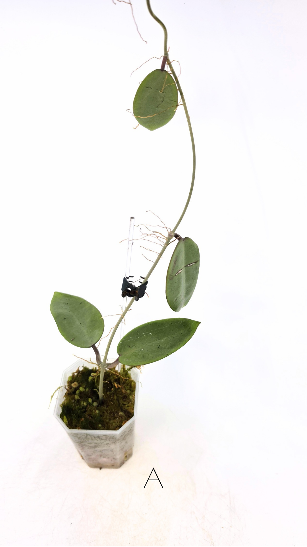 Rare waxplant Hoya Silver Dollar available for sale at rare indoor plant shop The Leaf Gallery in Perth, Western Australia