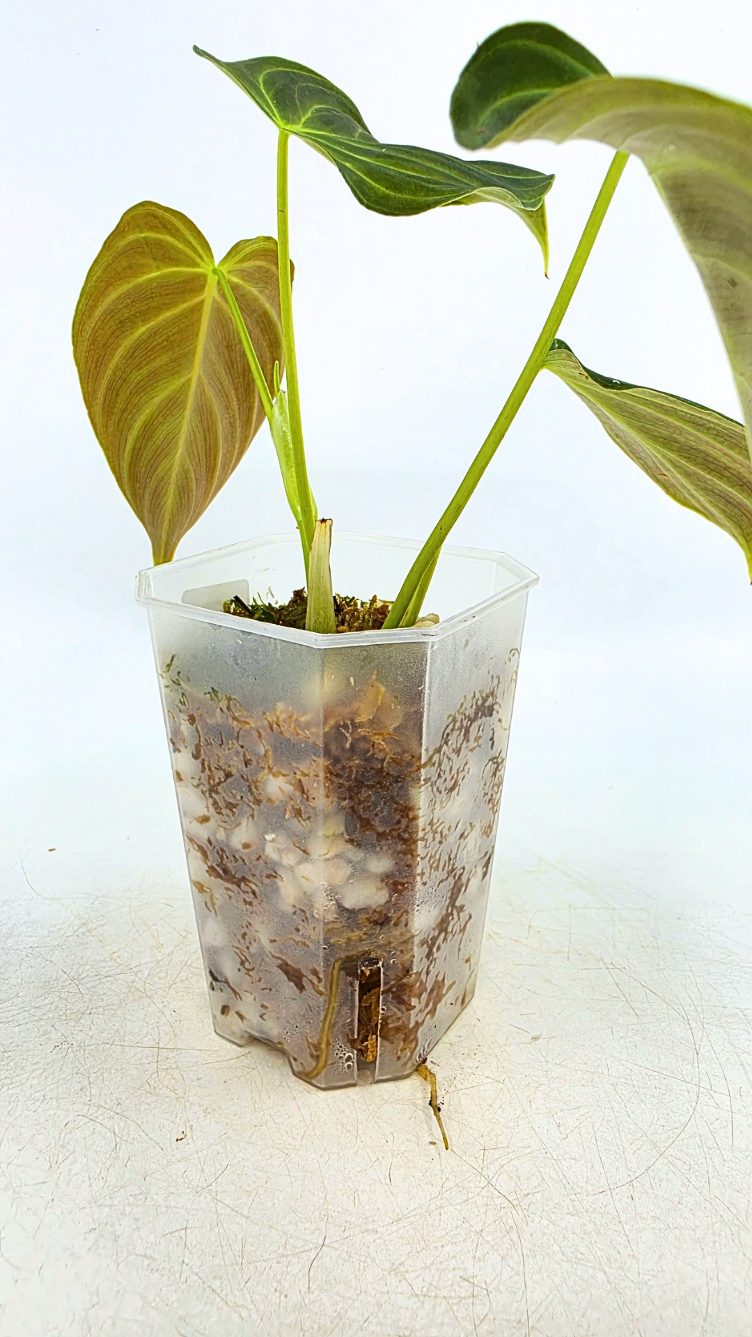 Uncommon indoor plant Philodendron Splendid available for sale at rare house plant shop The Leaf Gallery in Perth, Western Australia