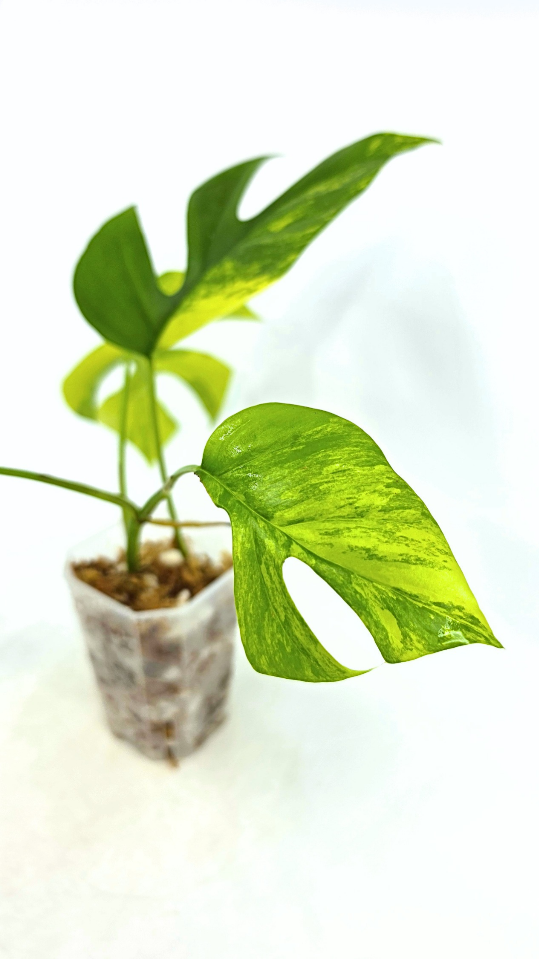 Rare indoor plant Raphidophora Tetrasperma Aurea for sale by rare plant shop The Leaf Gallery in Perth