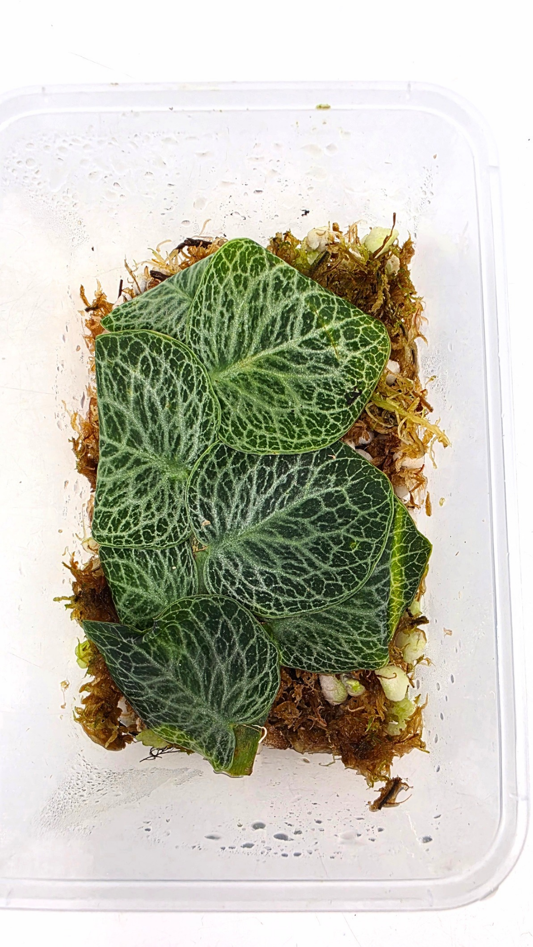 Rare indoor singgling house plant Raphidophora Cryptantha by rare plant shop The Leaf Gallery in Perth, Western Australia