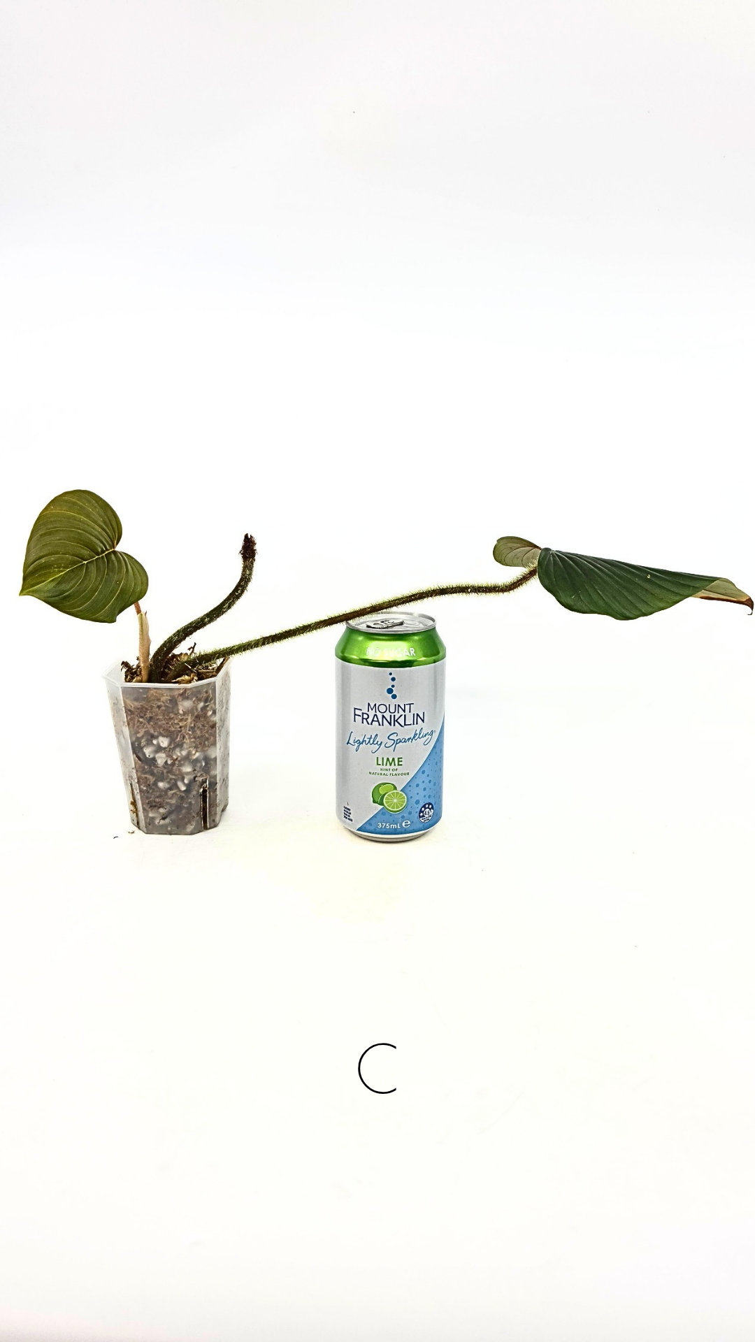 Rare plant philodendron squamicaule pink available at rare plant shop The Leaf Gallery in Perth, Western Australia