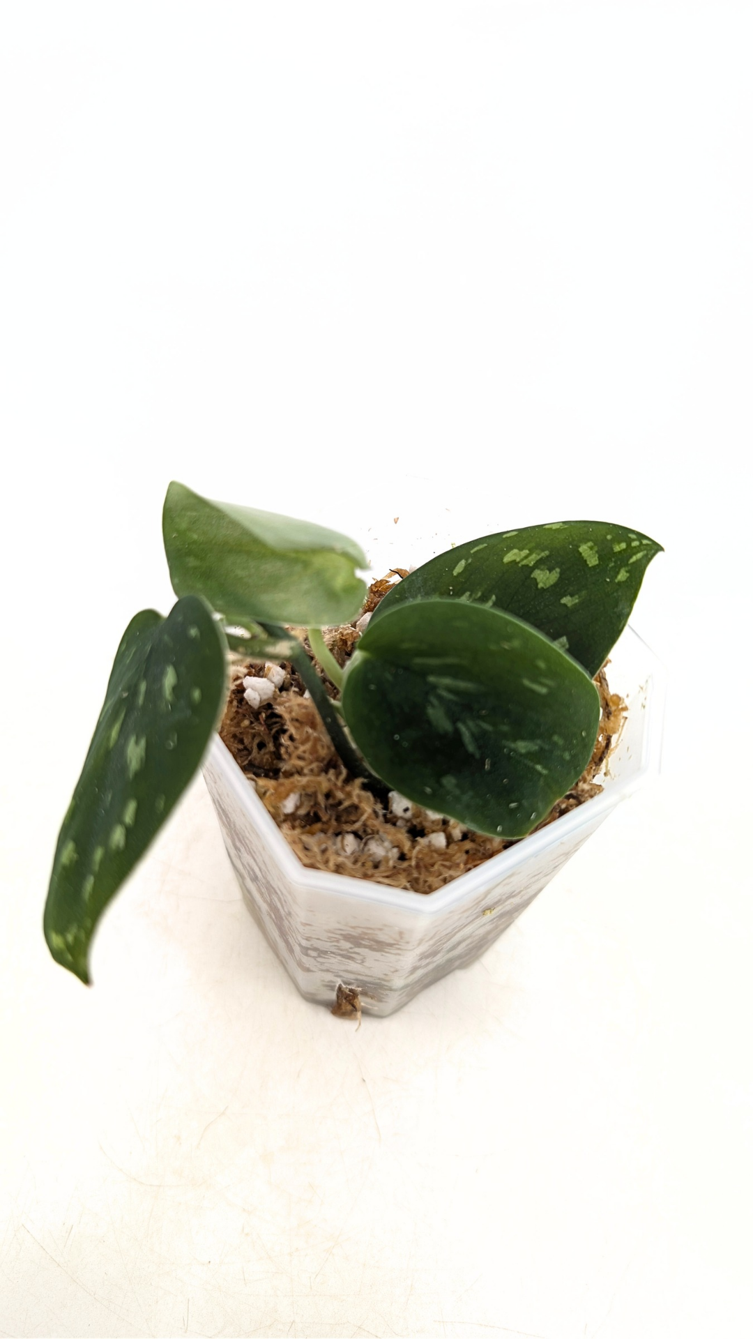 Rare indoor plant Scindapsus Pictus Haask Snake Scale Available for sale at rare plant shop The Leaf Gallery in Perth, Western Australia