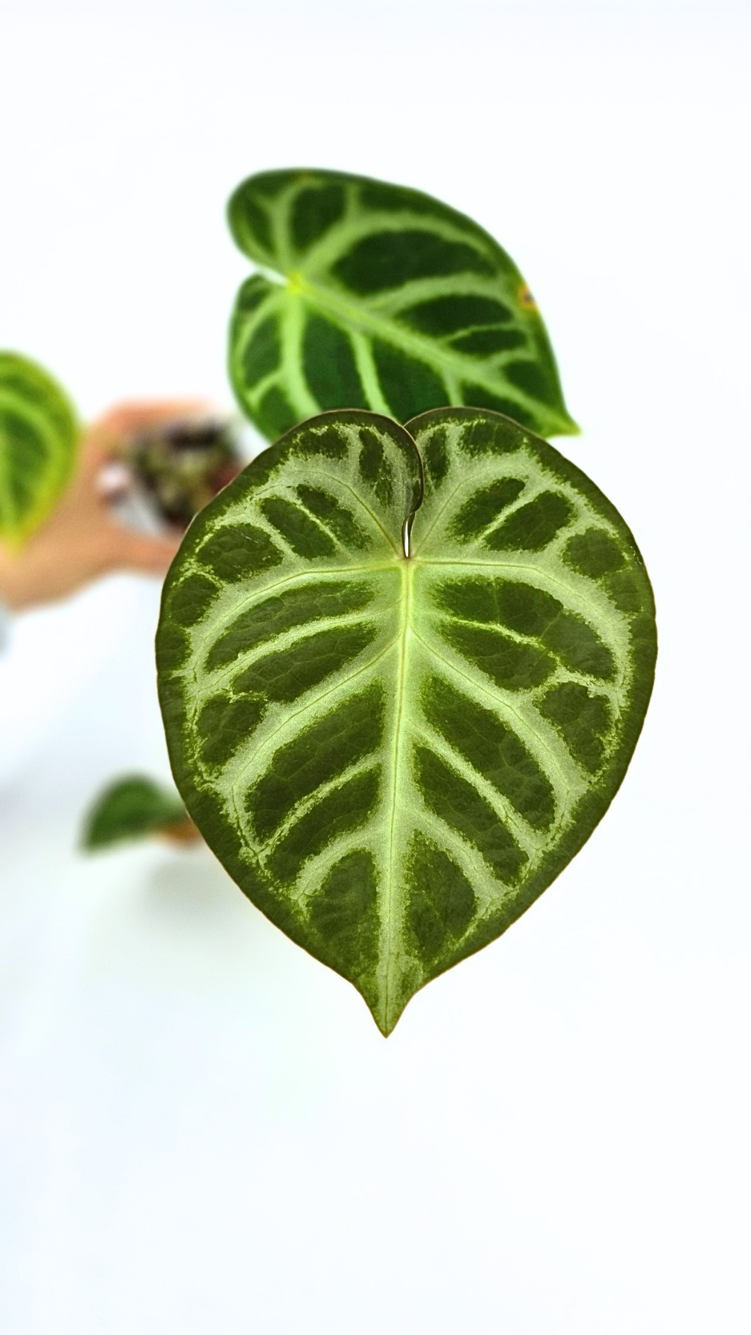 Anthurium Magnificum