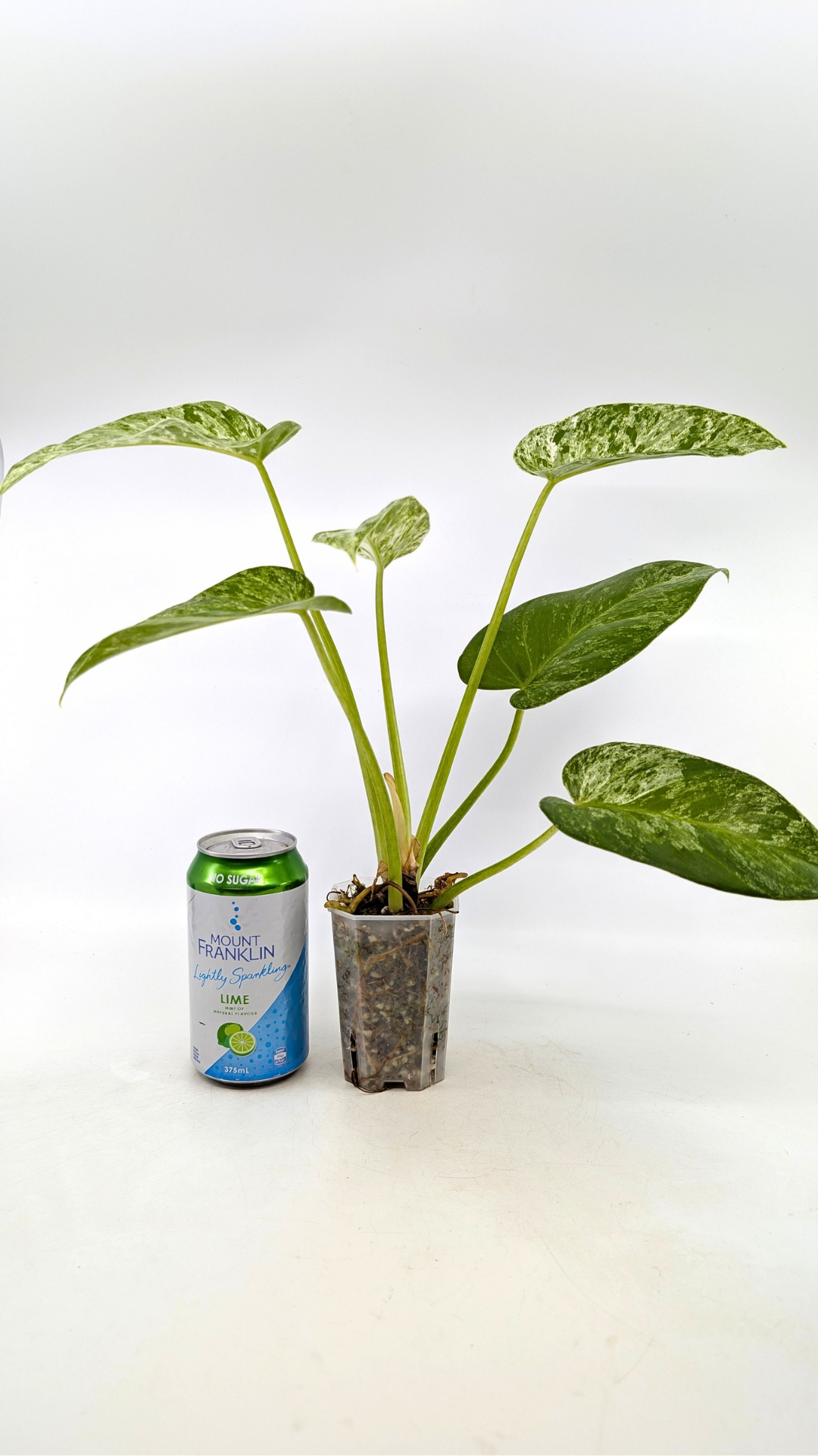 Rare indoor plant Philodendron Giganteum Blizzard Varigated by rare plant shop The Leaf Gallery in Perth, Western Australia
