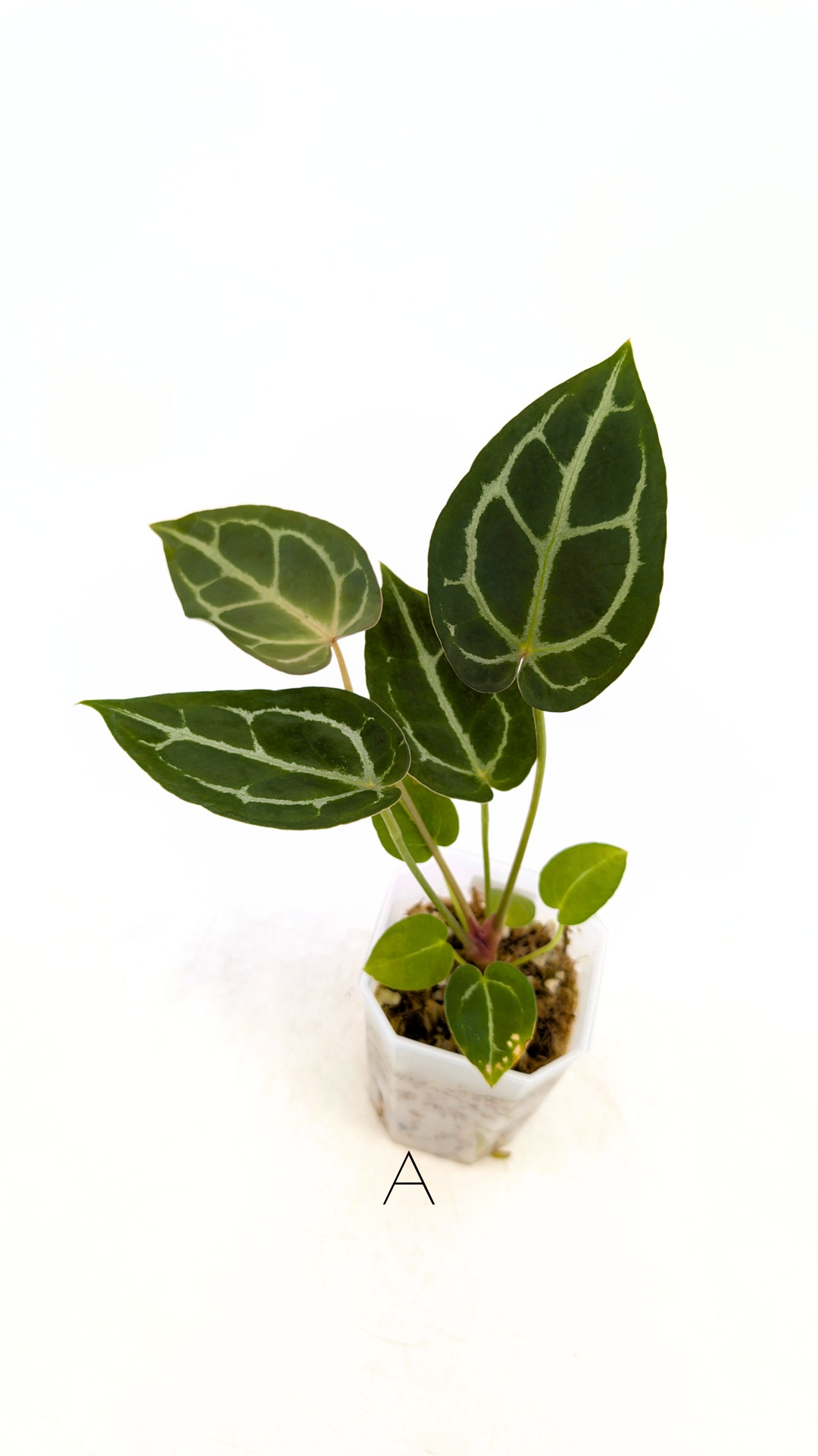 Rare anthurium hybrid Anthurium Dark Forgetii x Bessae Aff X Anthurium Michelle by The Leaf Gallery in Perth, Western Australia