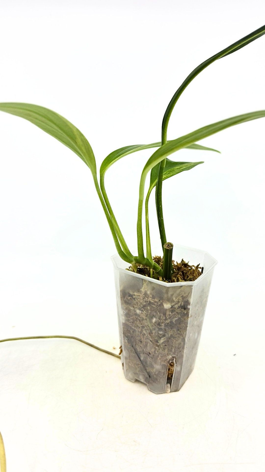 Rare plant Amplissimum Varigated available for sale at rare plant shop The Leaf Gallery in Perth, Western Australia