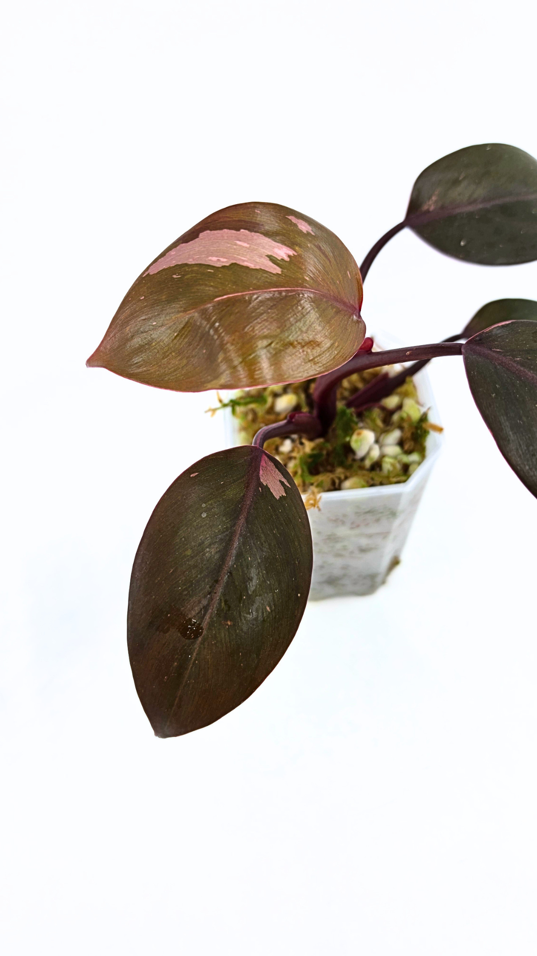Philodendron pink princess variegated available for sale at rare indoor house plant shop The Leaf Gallery in Perth, Western Australia