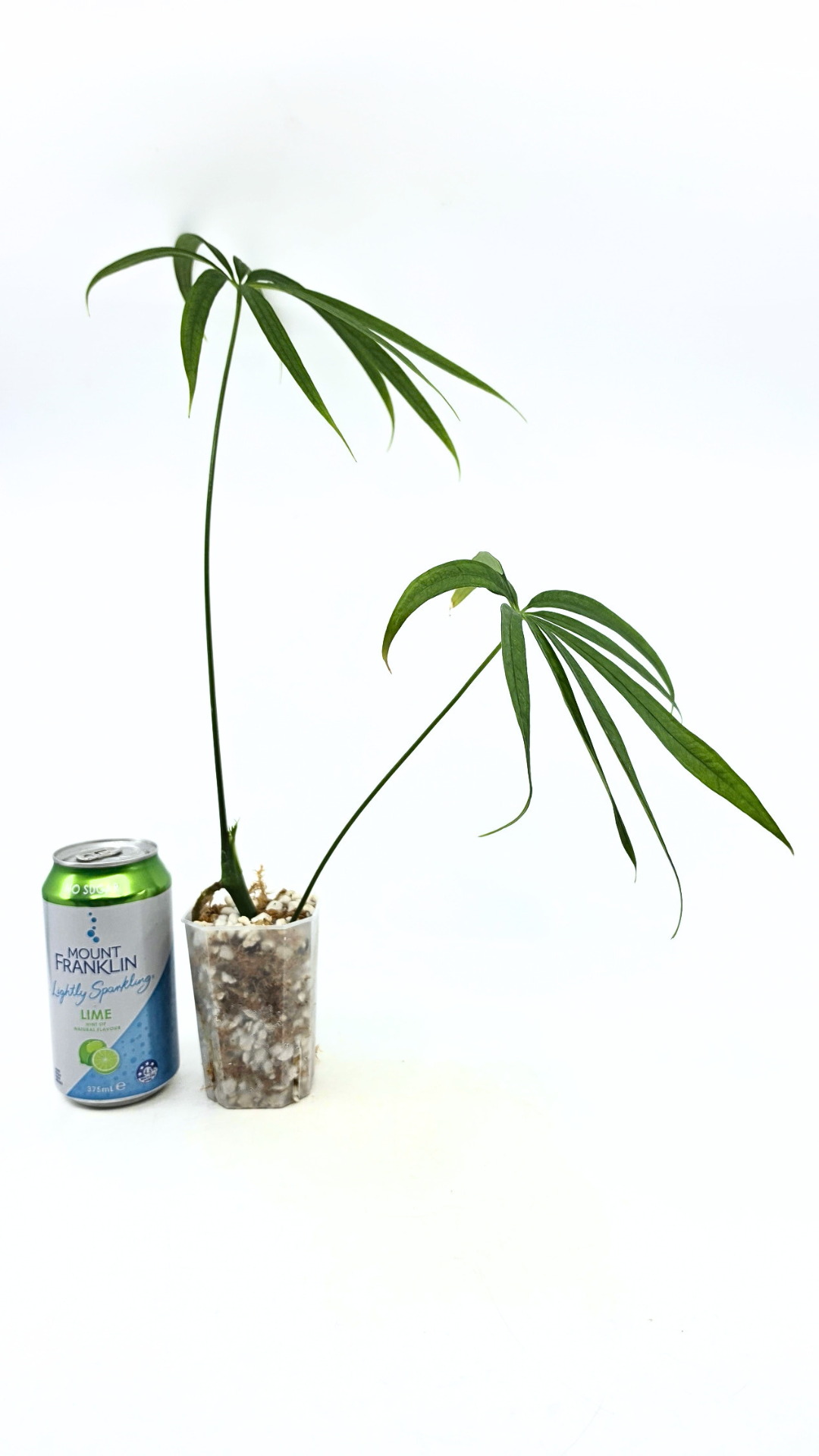Hard to find house plant Anthurium Polydactylum available for sale at rare plant shop The Leaf Gallery in Perth, Western Australia.