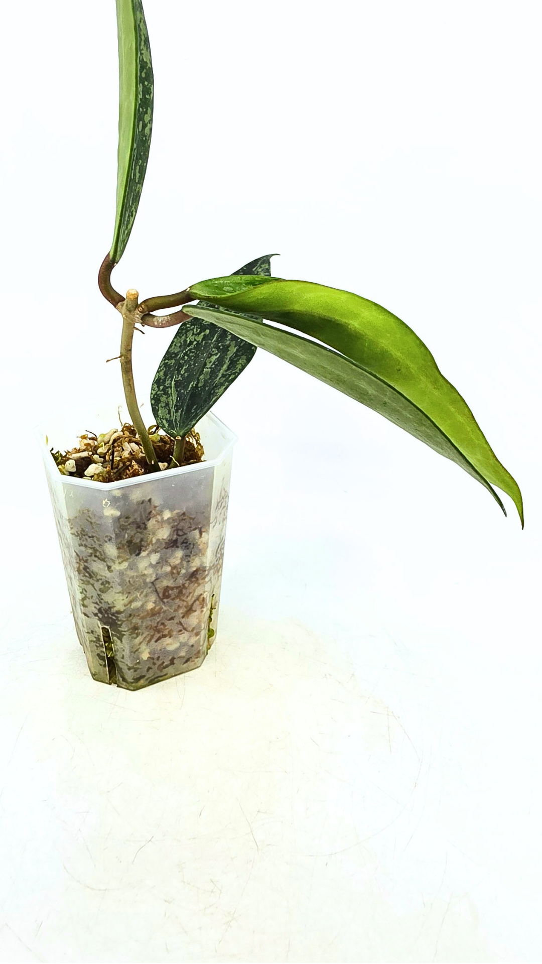 Rare waxplant Hoya Rangsan available for sale at rare plant shop The Leaf Gallery in Perth, Western Australia