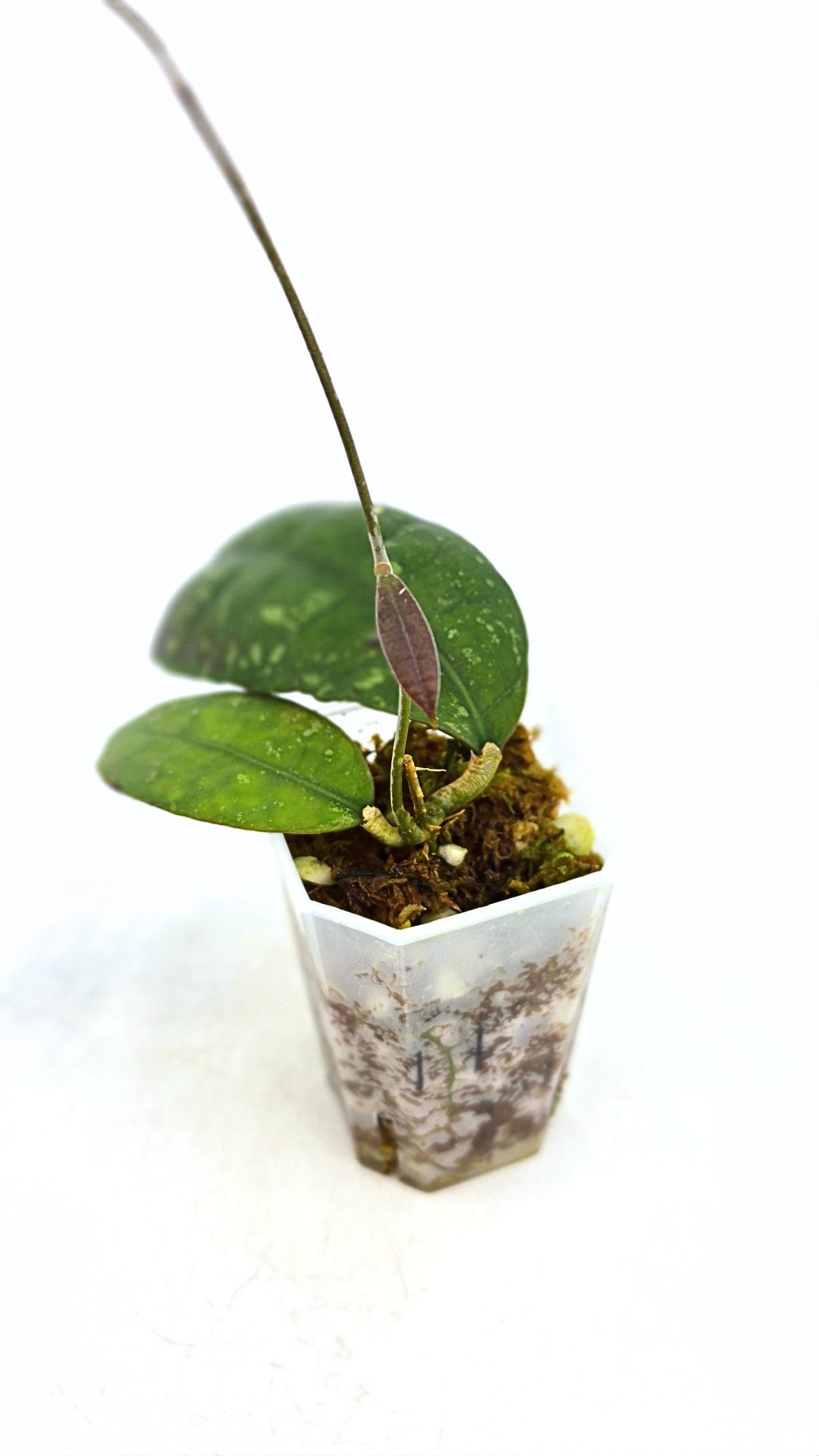 Rare waxplant Hoya Aff Lambii available for sale at rare indoor plant shop The Leaf Gallery in Perth, Western Australia.